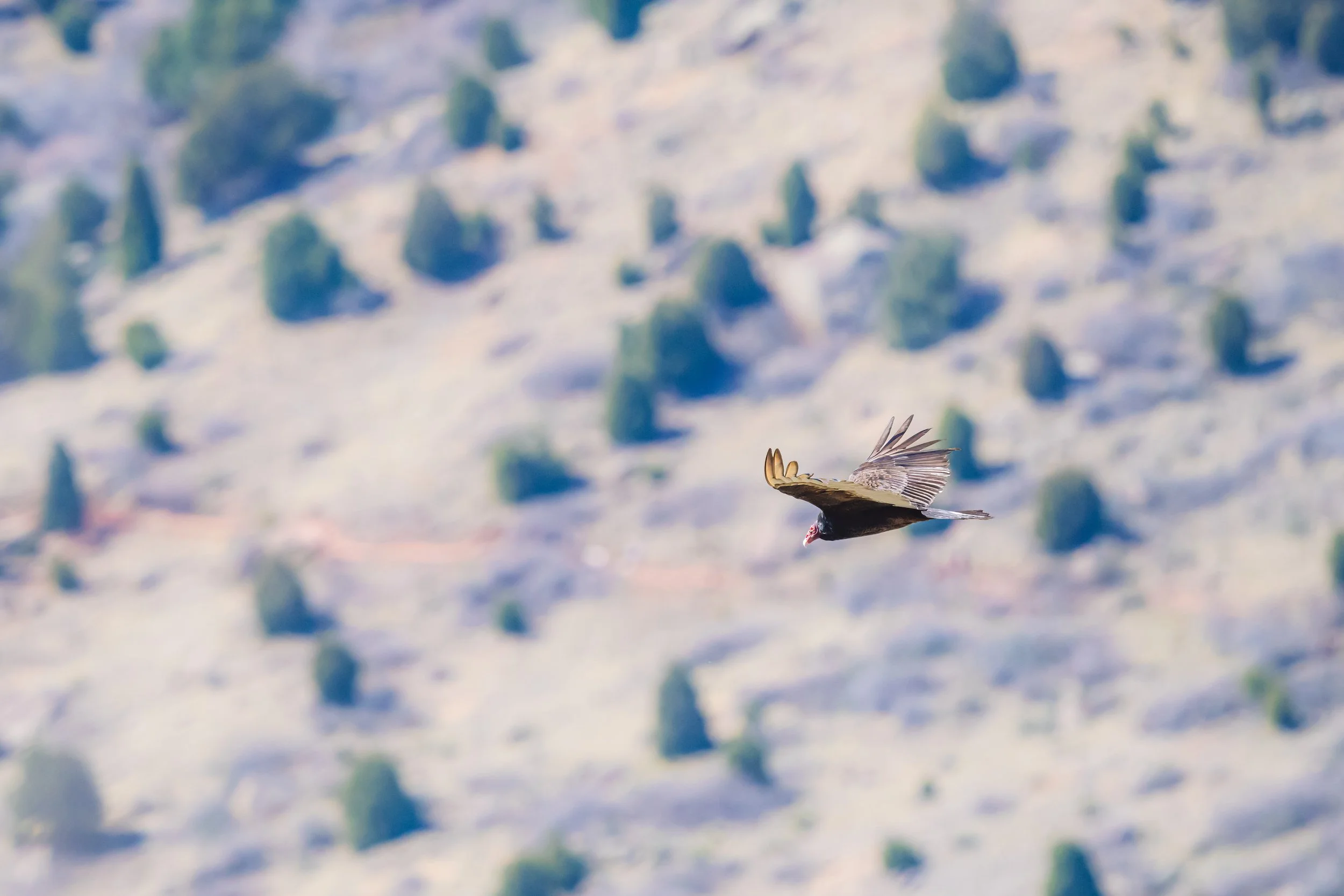 Looking down on a  turkey vulture, flying over a barren Golden, CO landscape with sparse bushes or trees in the background.
