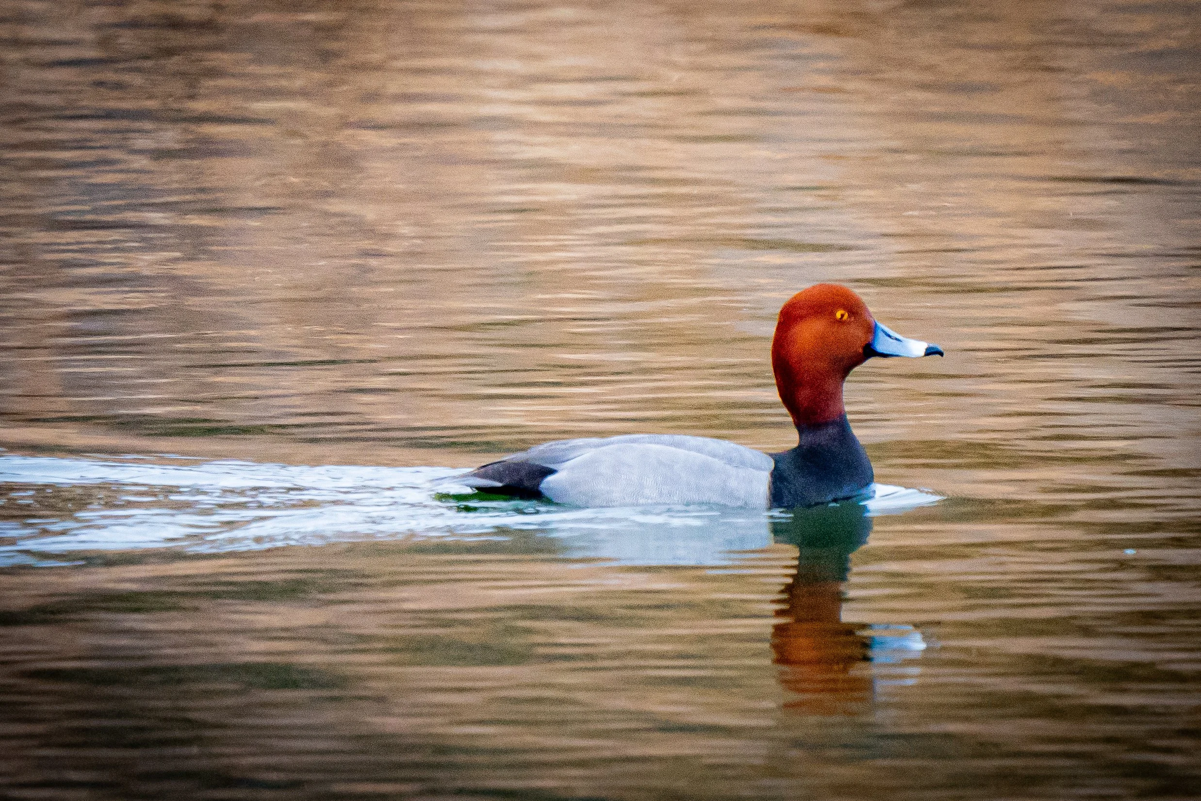 A male teal duck with a reddish-brown head swimming on a calm body of water.
