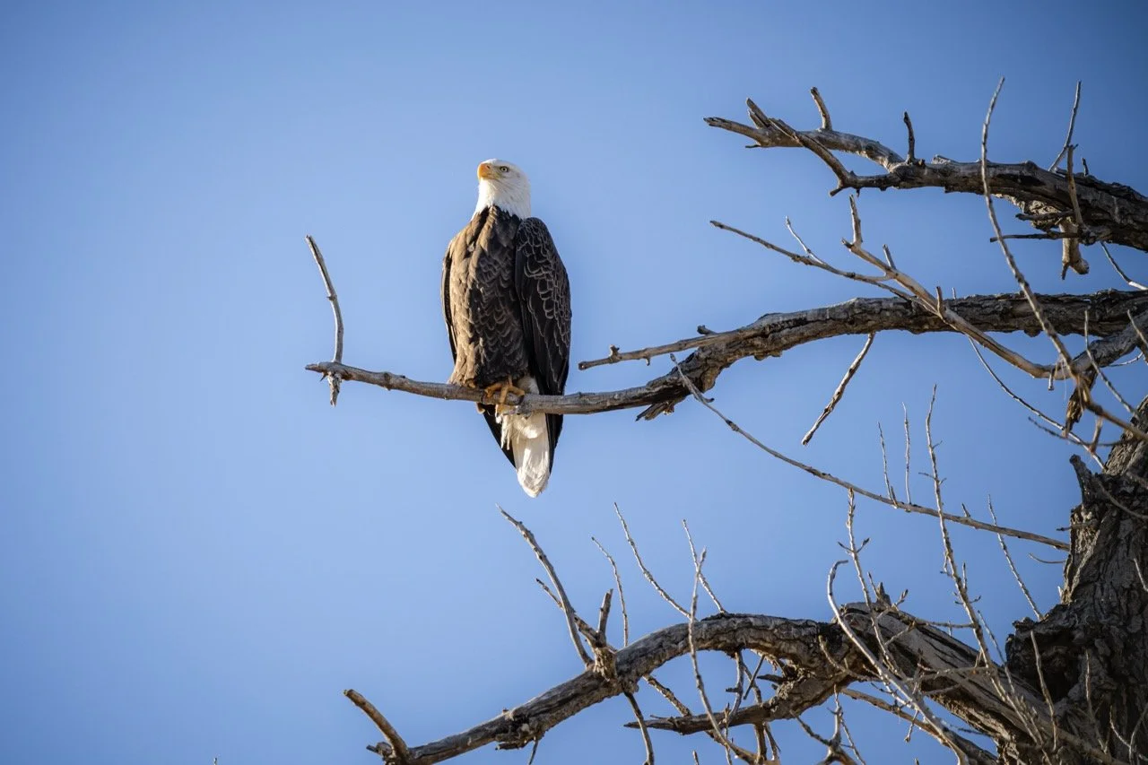 A bald eagle perched on a leafless tree branch against a clear blue sky.