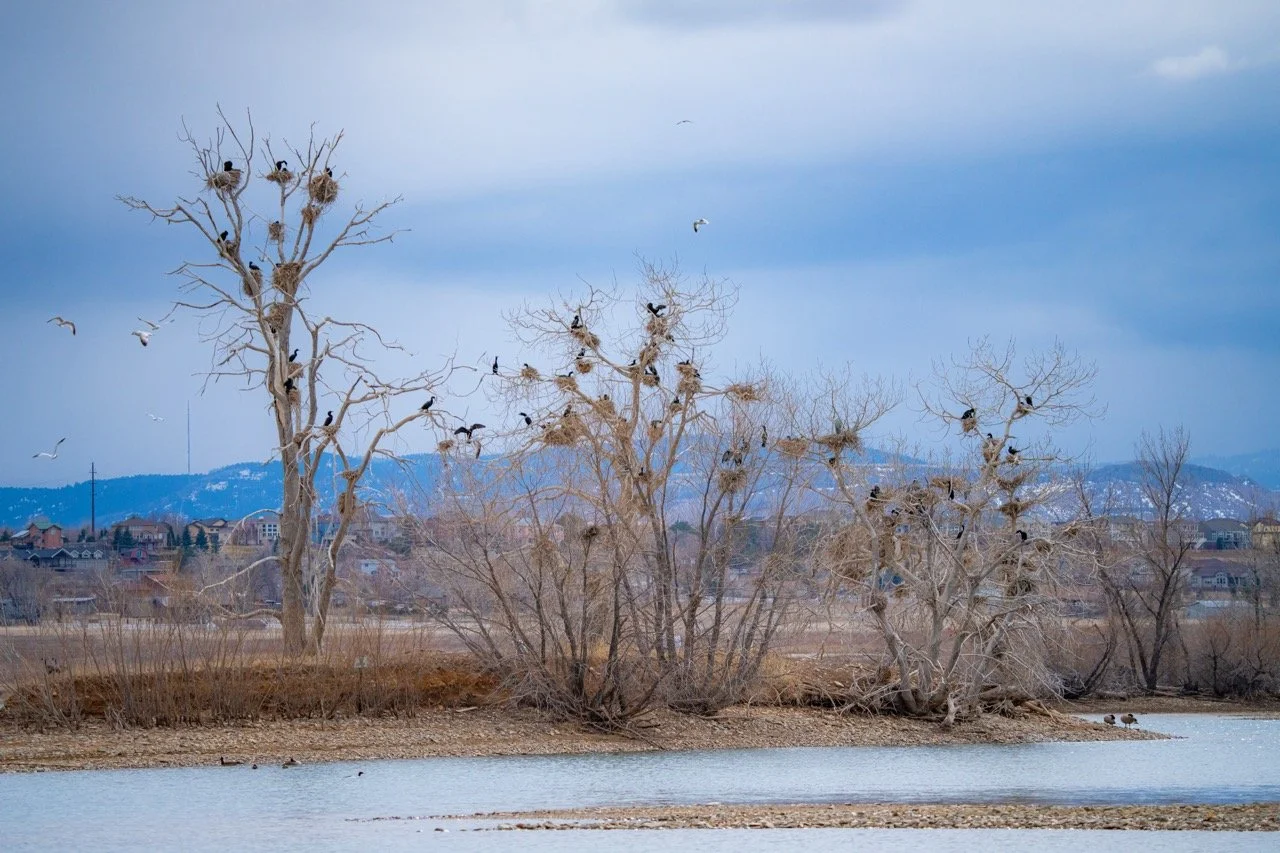 Multiple bare trees near a body of water with many nests and birds perched on the branches, overcast sky, distant hills and residential buildings in the background at Standley Lake State Park, CO. 
