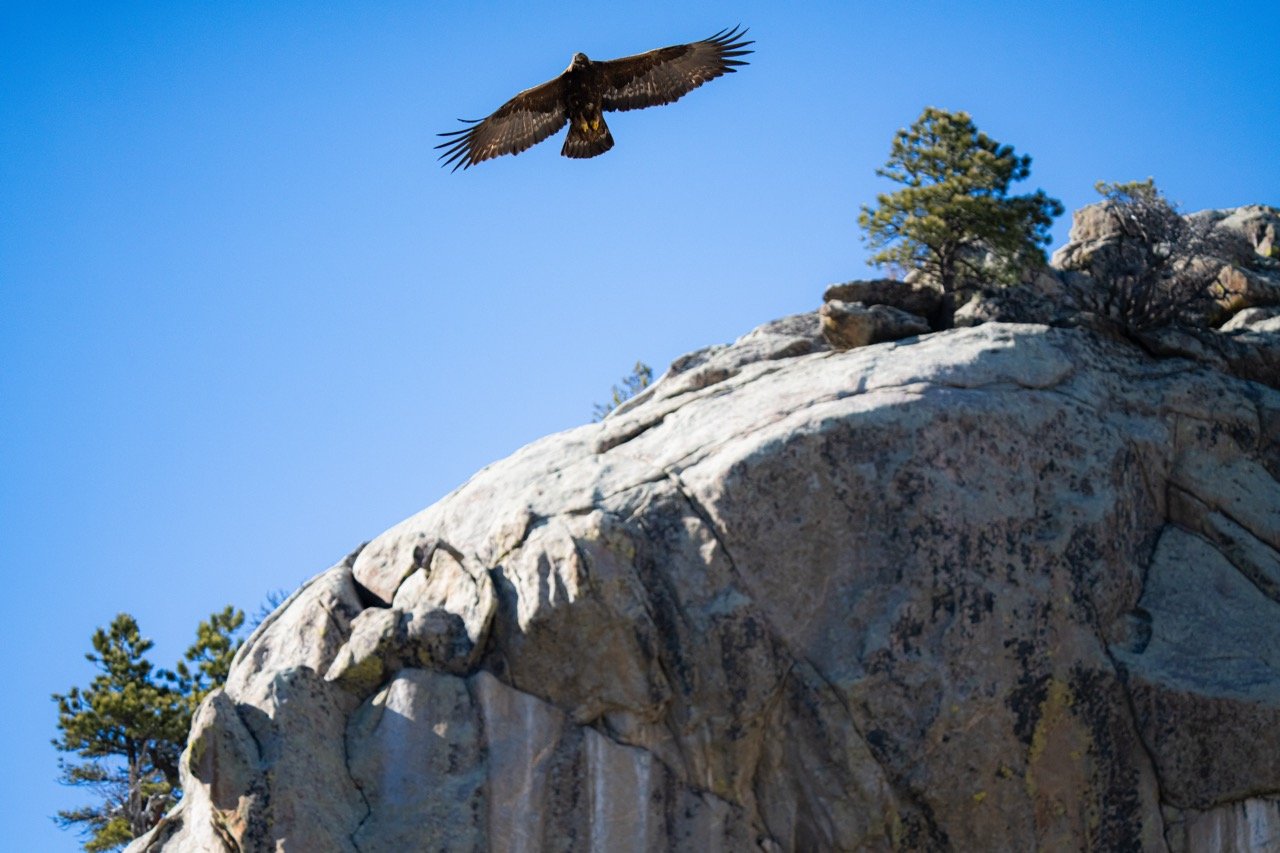 A Golden Eagle flying above a rocky mountain with trees on top and a clear blue sky in in Boulder Canyon, CO. 