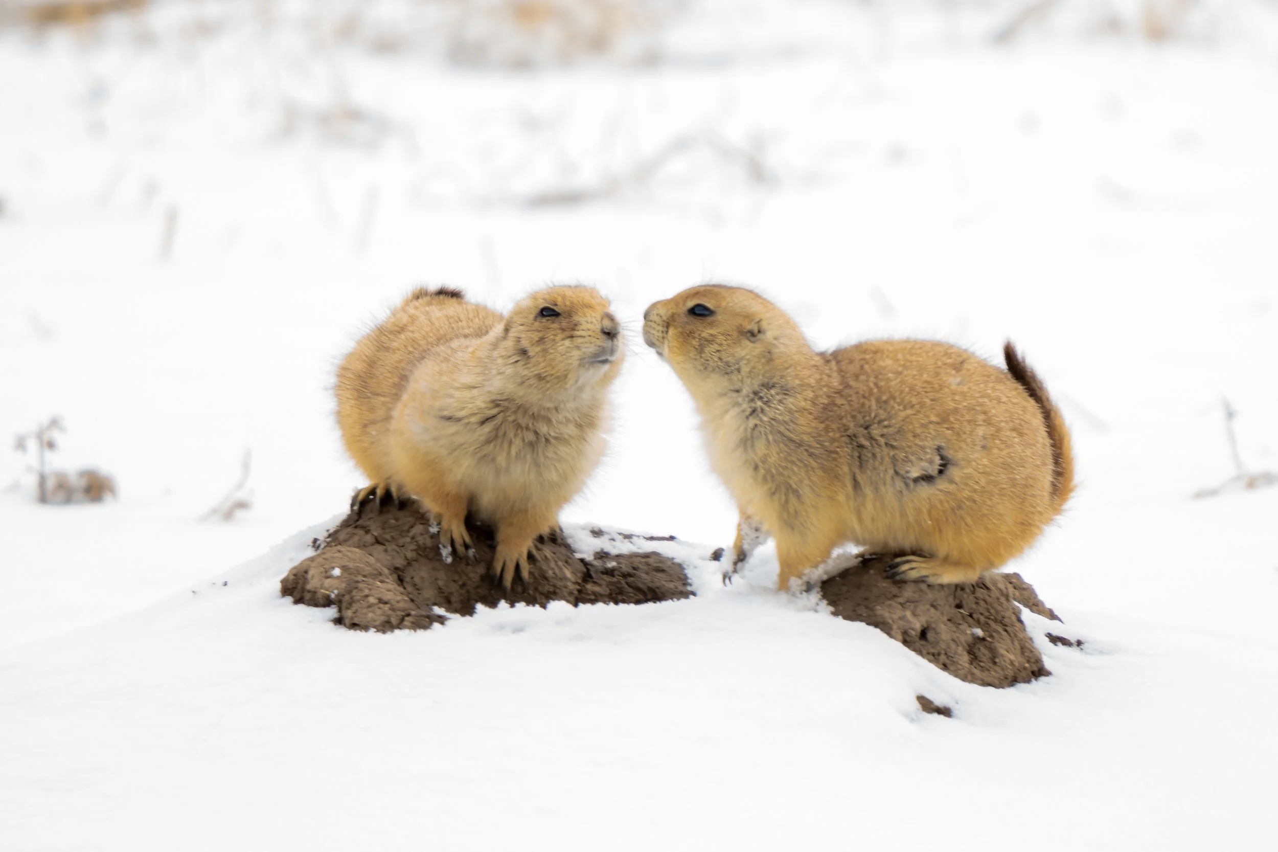 Two prairie dogs on snow-covered ground, touching noses, with small mounds of dirt beneath them.