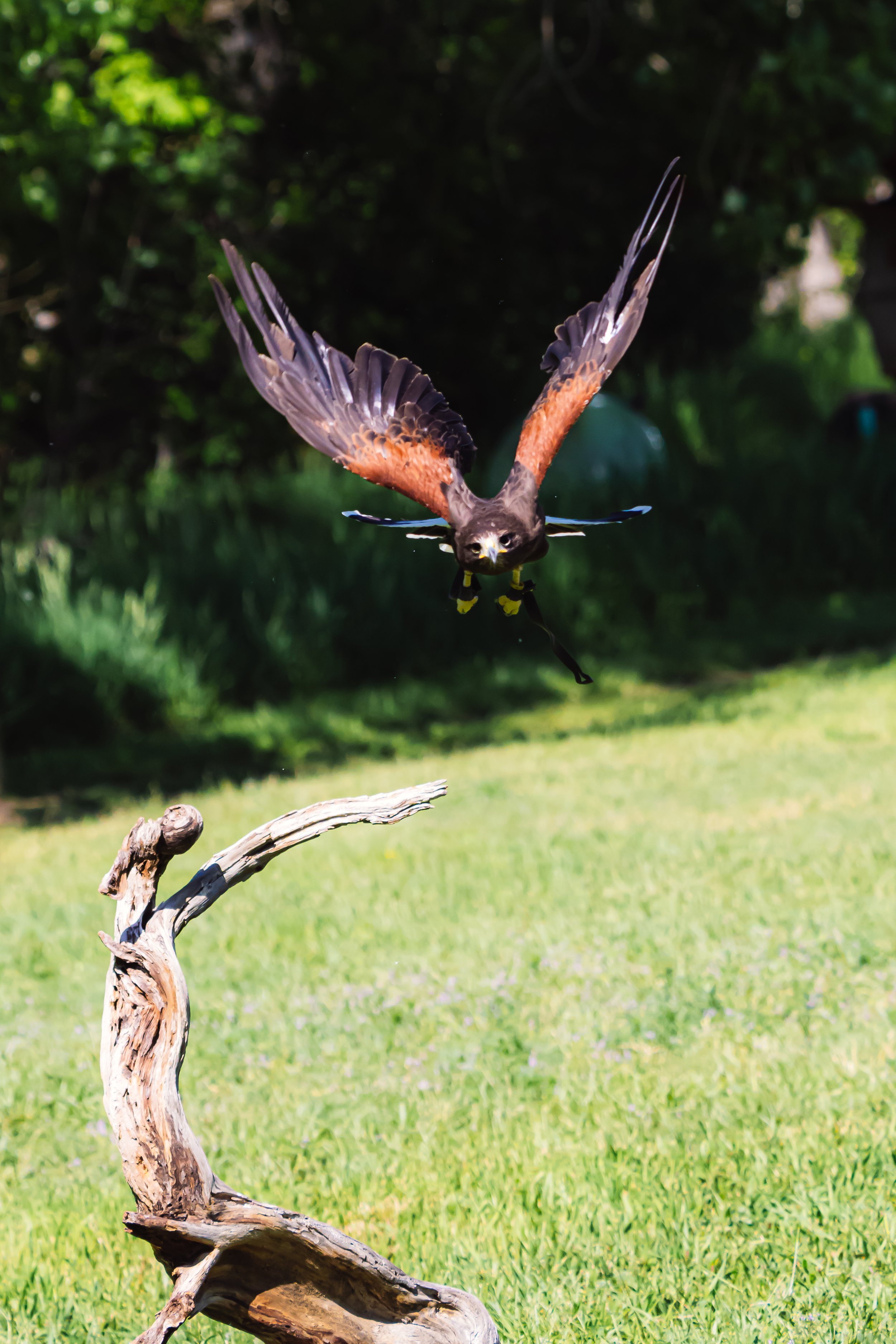 A bird of prey with dark and brown feathers flying low over a grassy area with a piece of twisted, weathered wood on the ground and a background of blurred greenery.