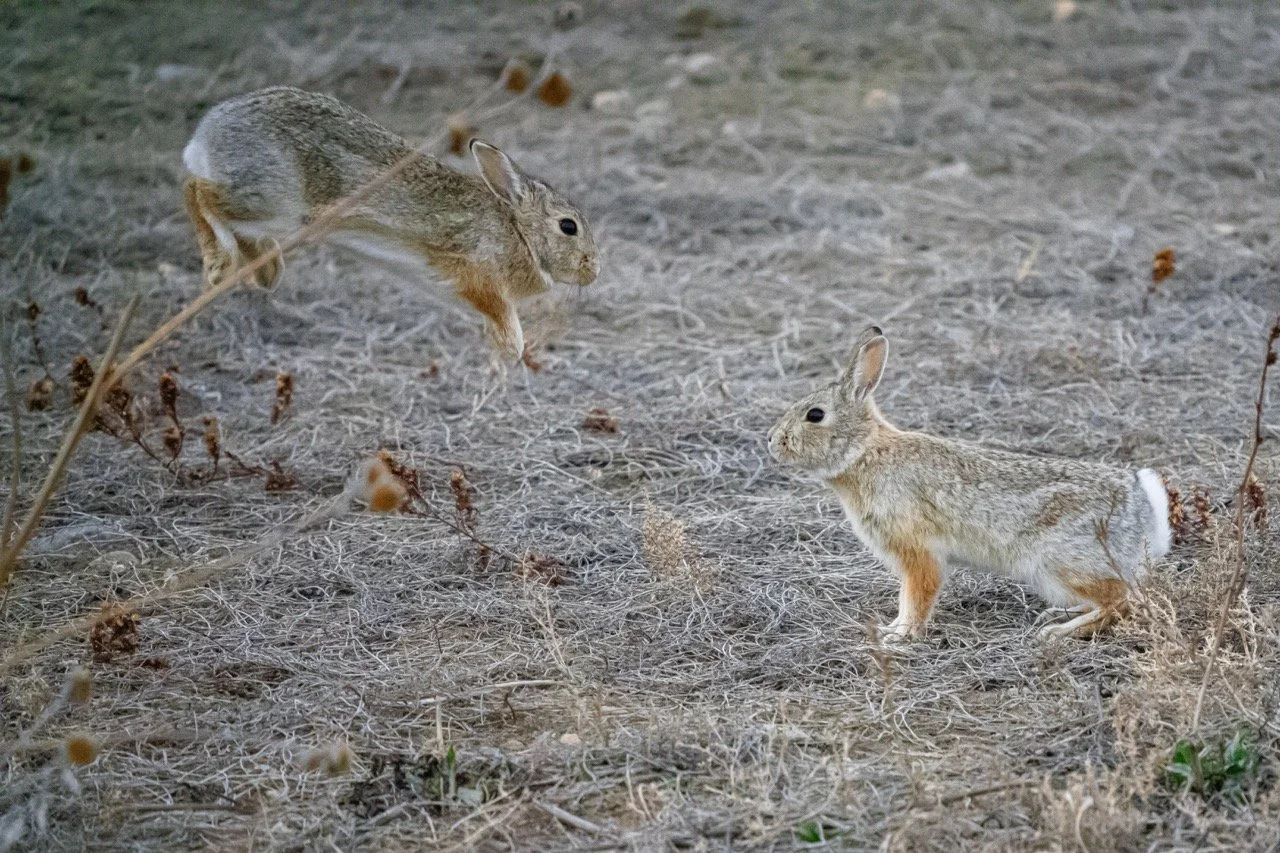 Two small rabbits on a dry, grassy ground facing each other in a natural outdoor setting.