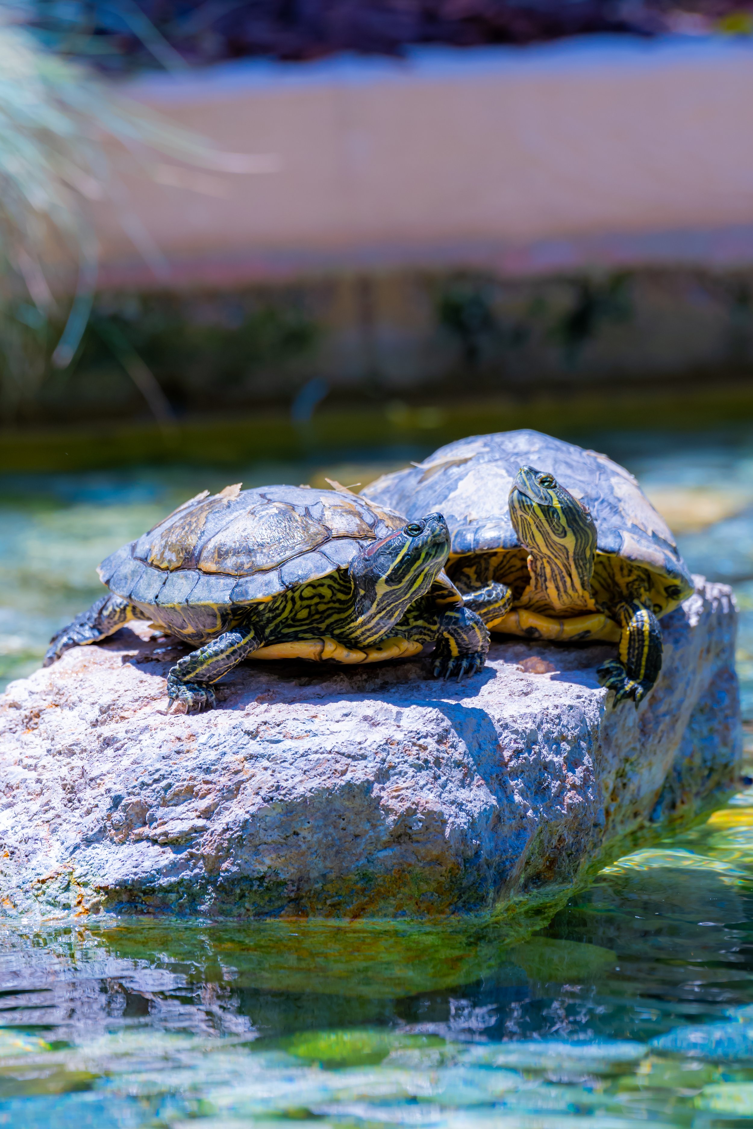 Two of the famous VMware Turtles, Palo Alto, CA. 