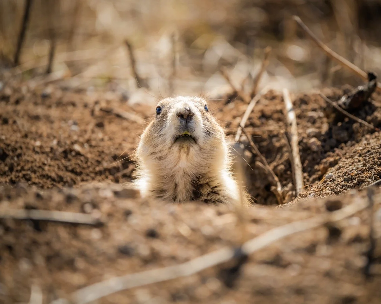 A close-up of a prairie dog emerging from a burrow, looking upward with a curious expression, surrounded by dirt and dried twigs.