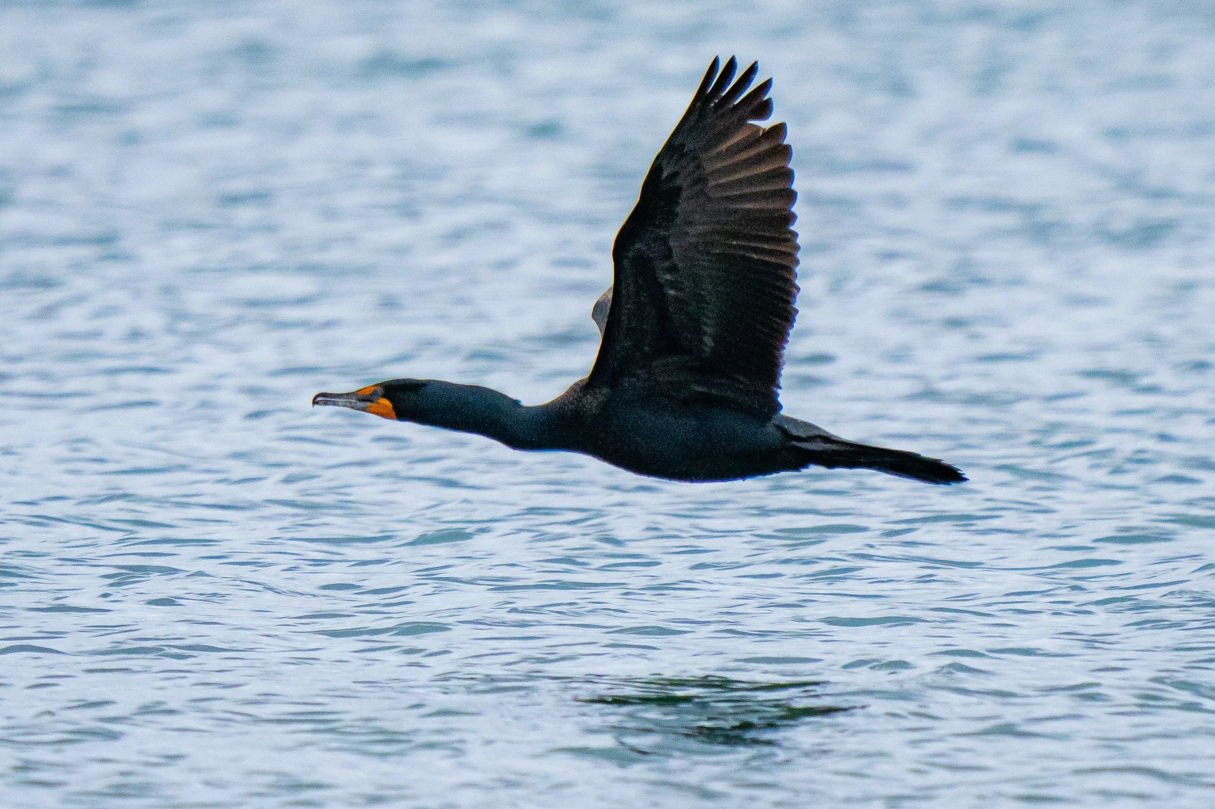 A black bird, likely a cormorant, flying low over water with its wings extended upwards.