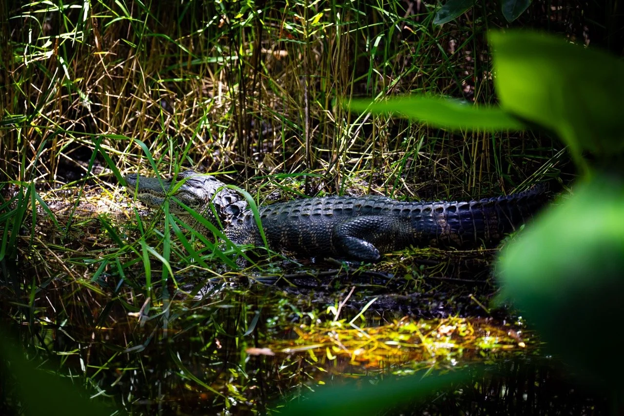 An alligator resting on the muddy ground amidst tall grass and green plants in a swampy area in Florida. 