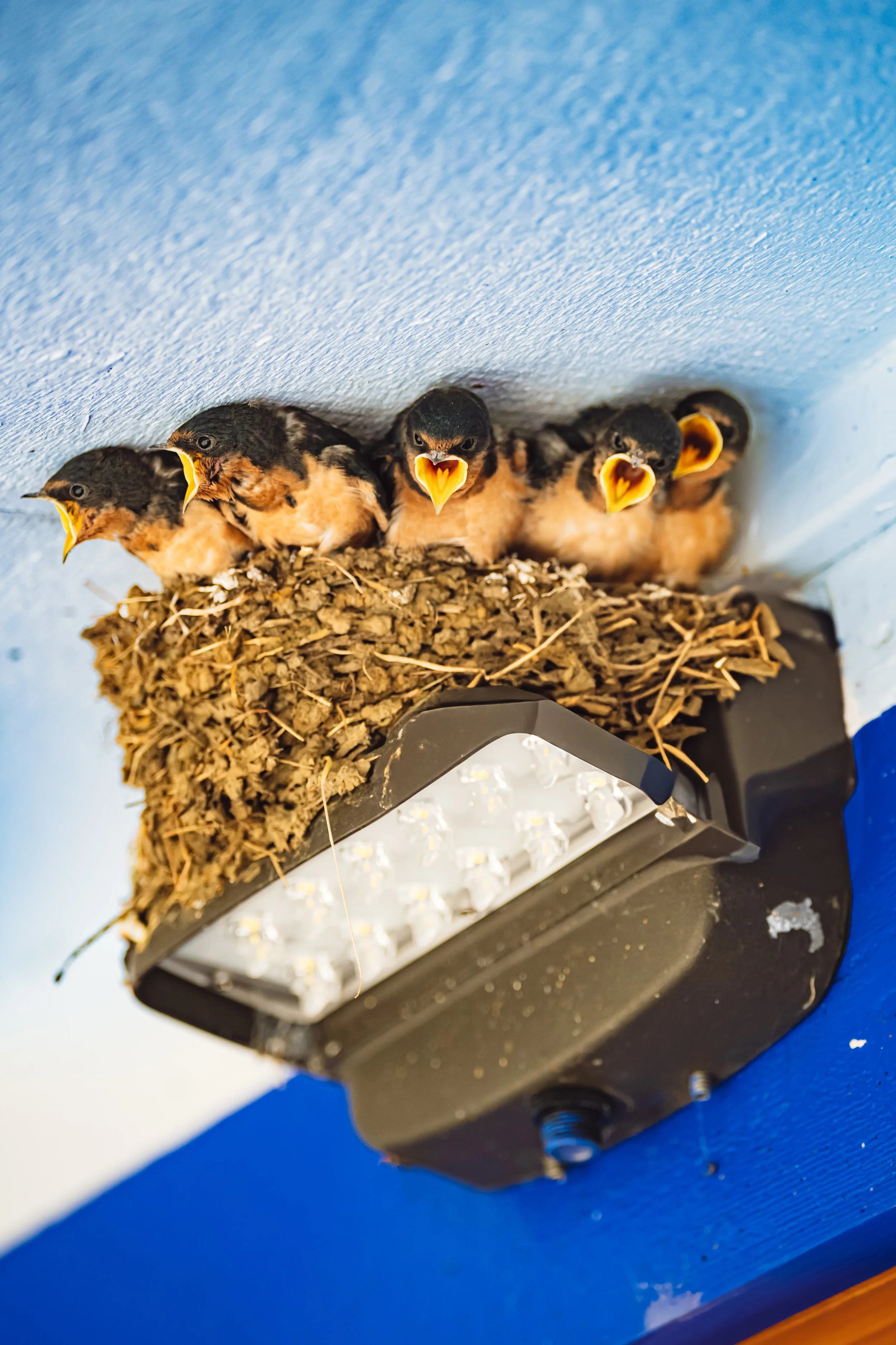 Five baby birds in a nest attached to a blue wall, with their beaks open.