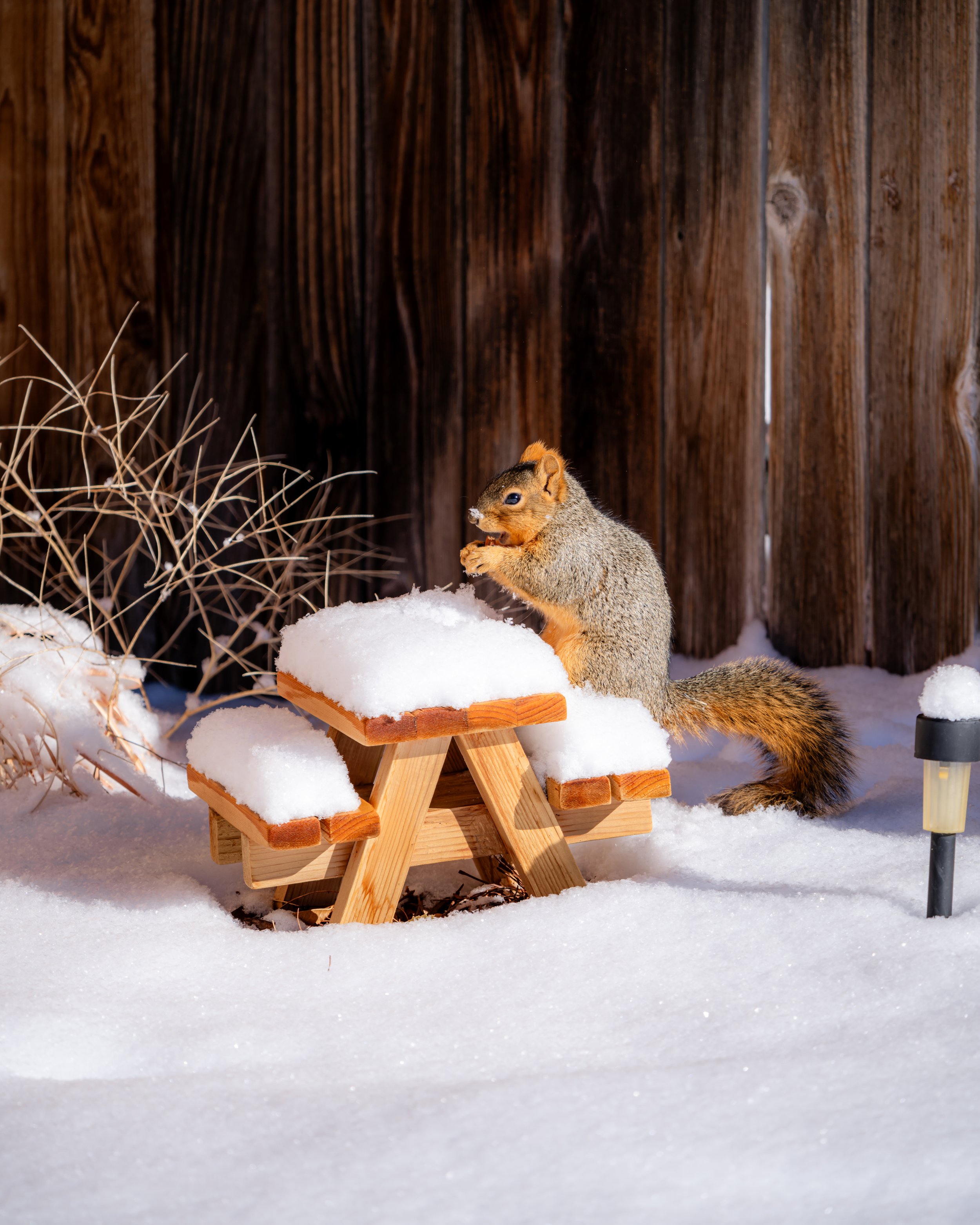 Squirrel sitting on a snow-covered wooden table outdoors, with a wooden fence and dry plants in the background.