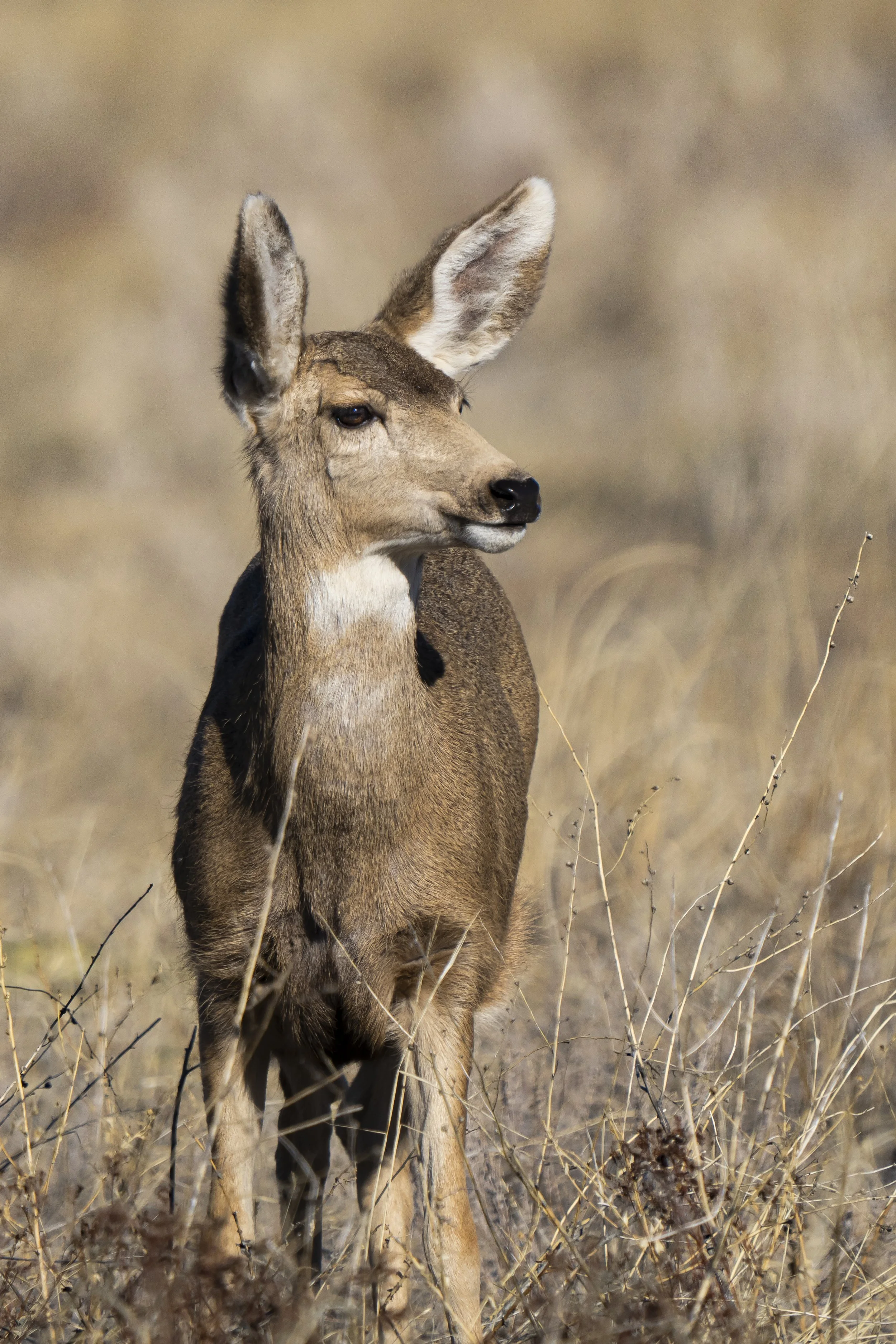 A young mule deer standing in dry grassland, facing left with head turned slightly to the right.