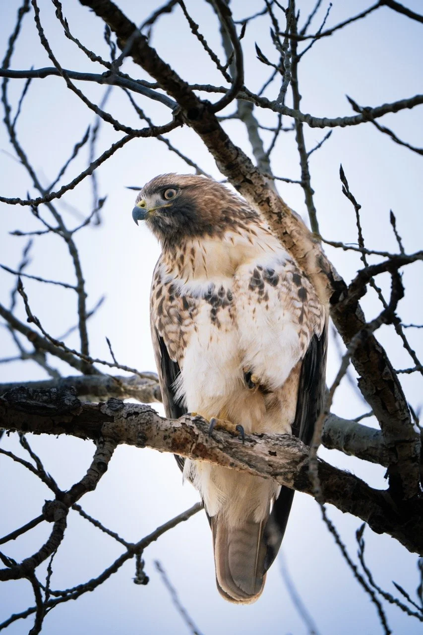 A hawk perched on a tree branch with leafless branches around.