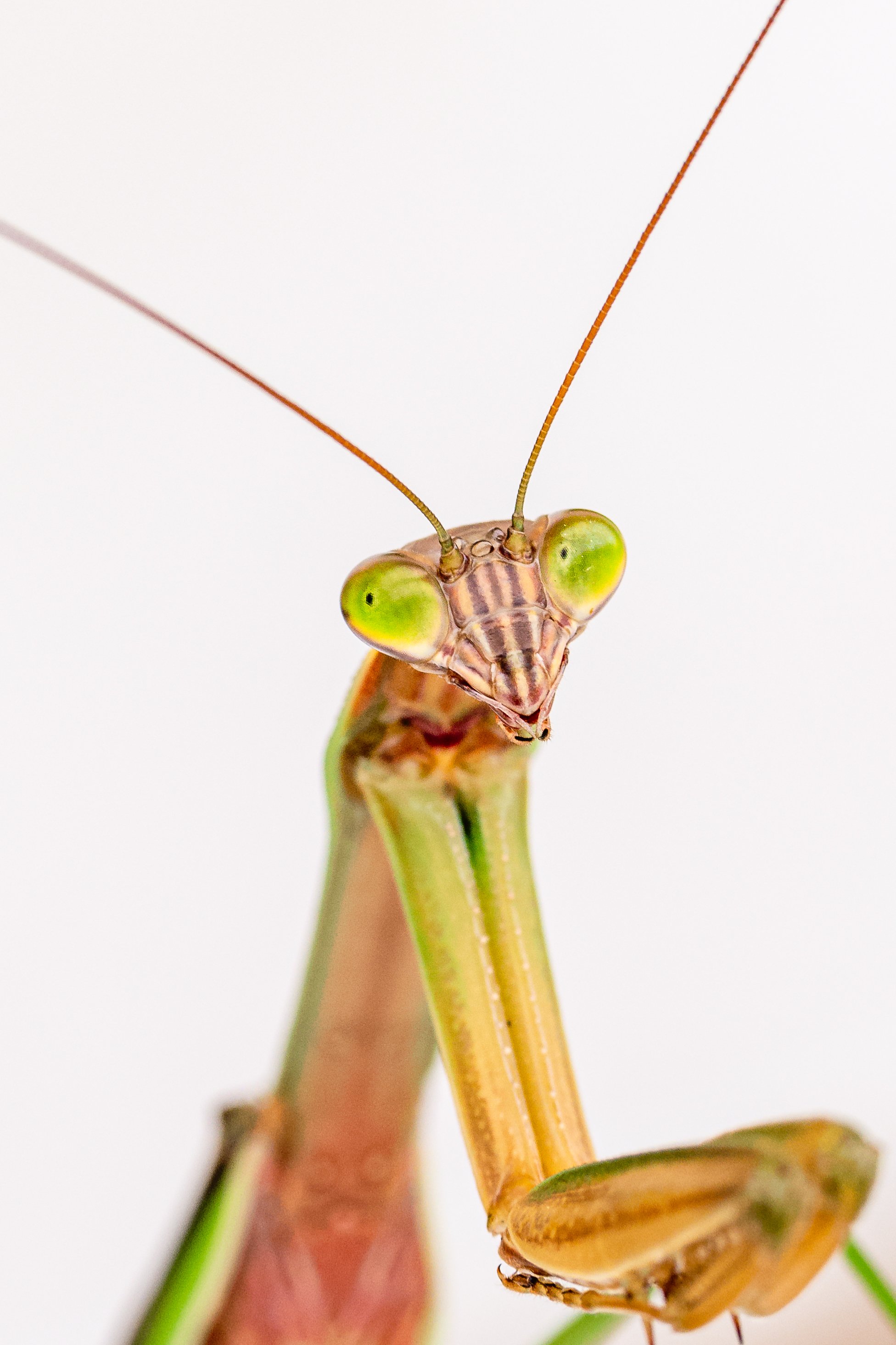 Close-up of a praying mantis with green eyes and long antennae on a white background.