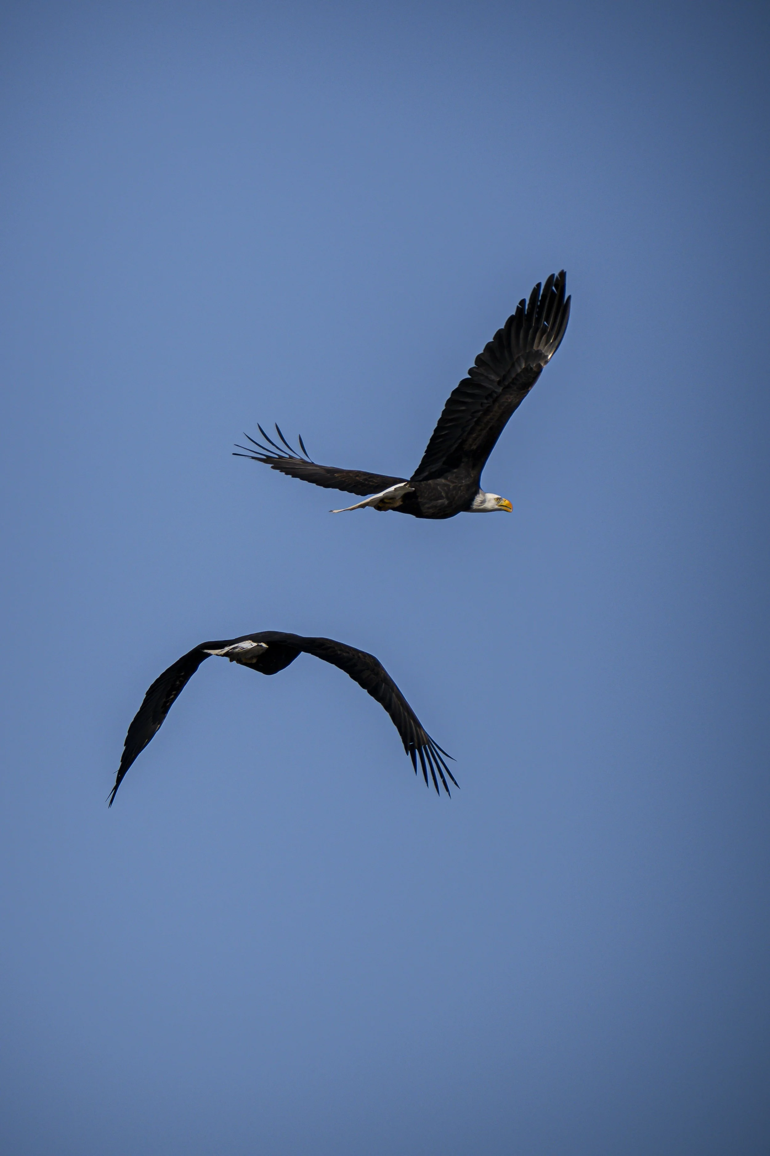 Two bald eagles flying against a blue sky in Barr Lake State Park, CO. 
