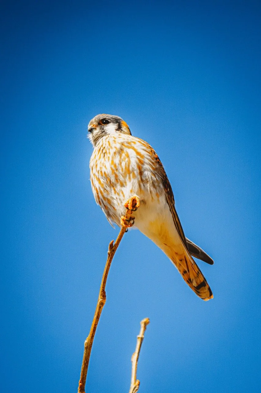 An American Kestrel perched on a thin branch against a clear blue sky.