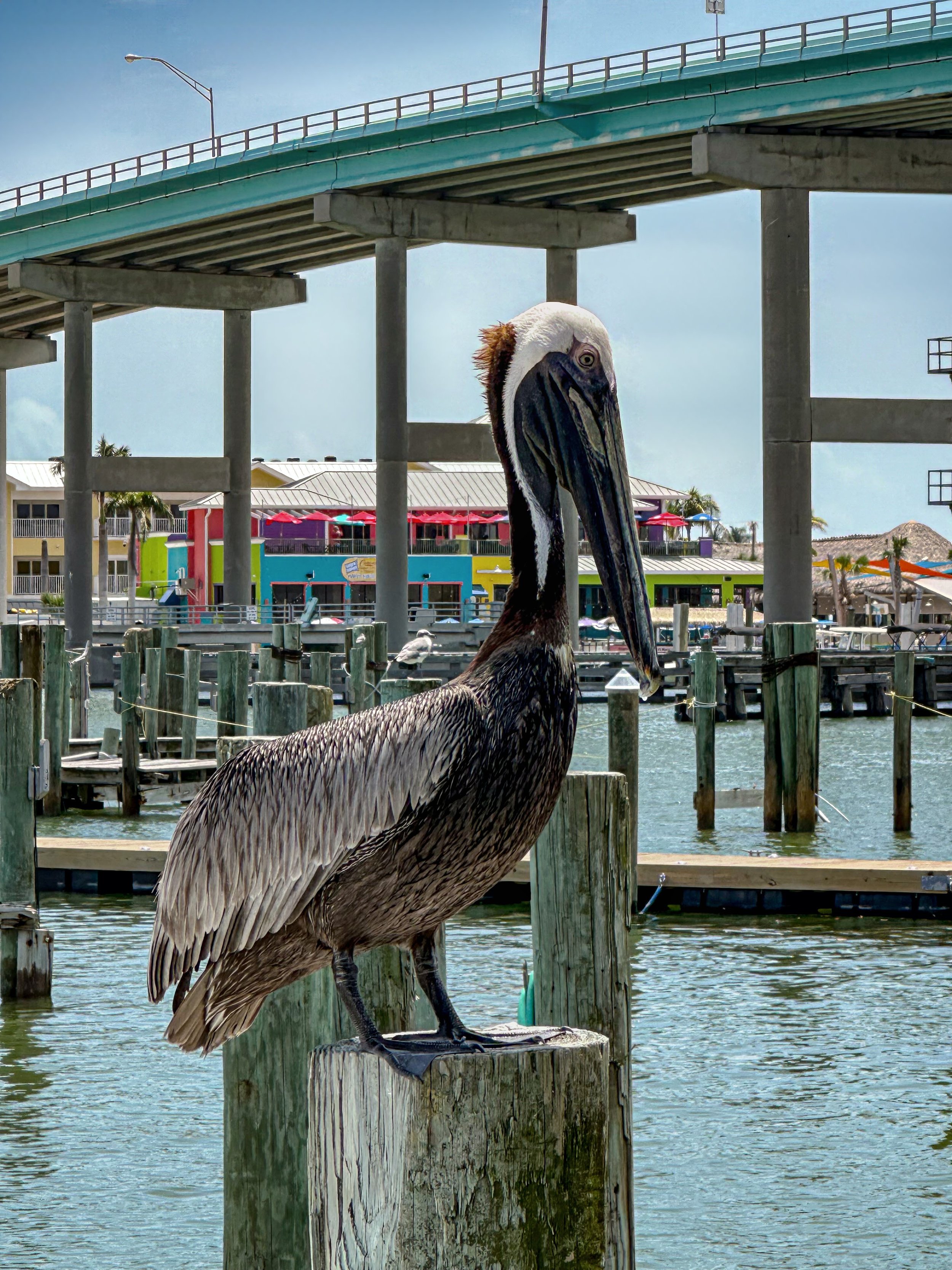 A brown and white pelican perched on a wooden piling at a marina, with water, dock posts, and colorful buildings in the background under a partly cloudy sky in Florida. 