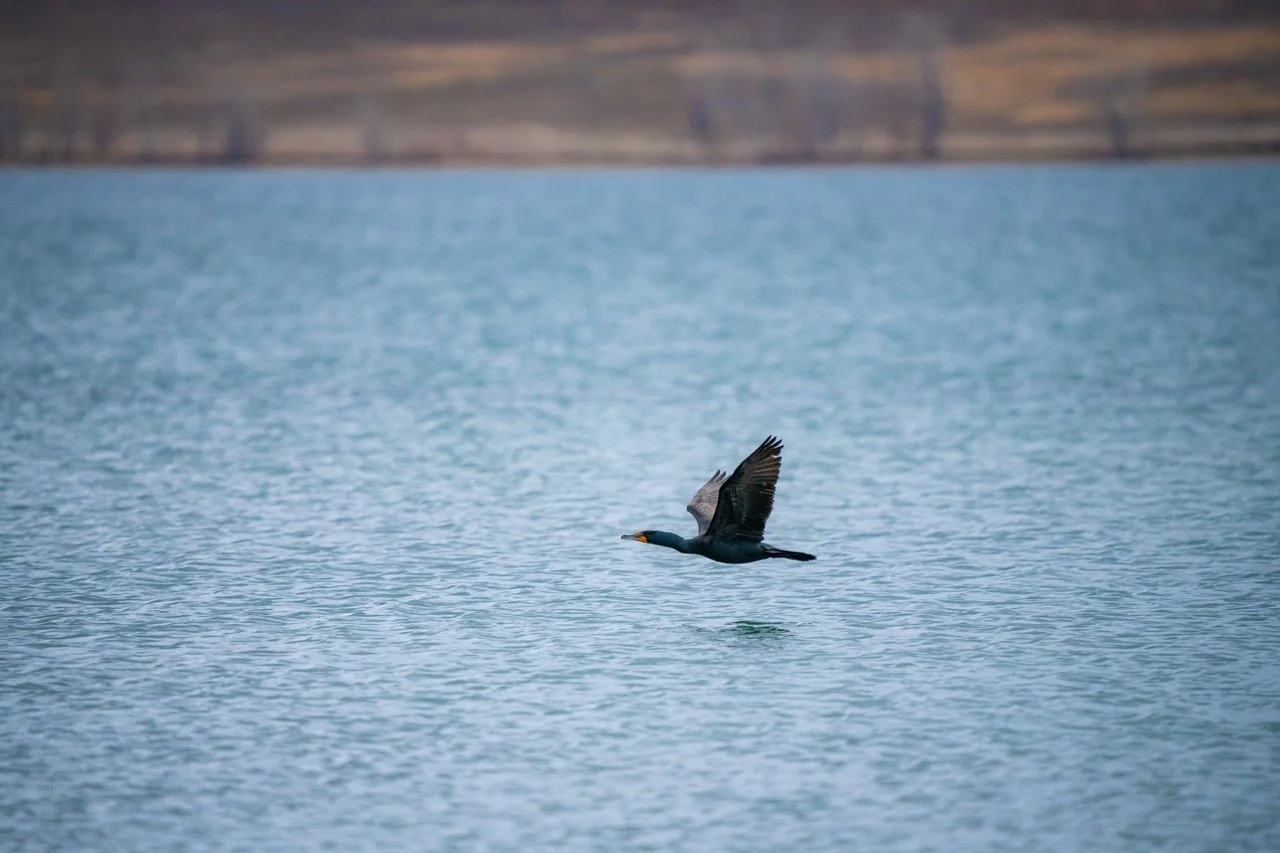A bird flying low over a body of water with a distant shoreline and hills in the background.