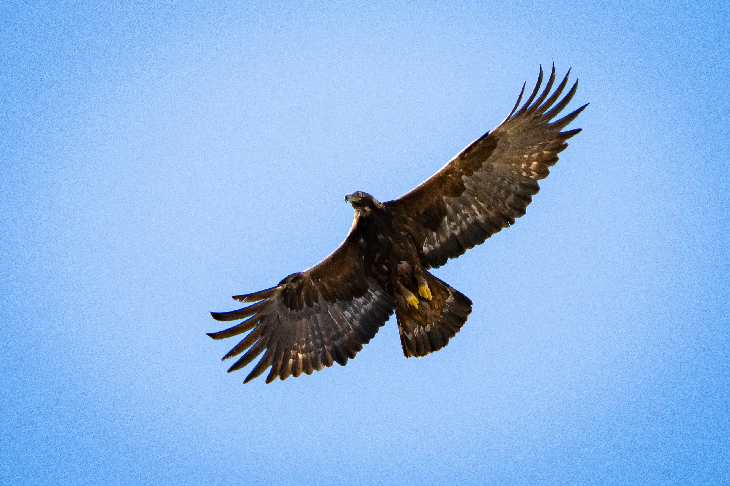 A large Golden Eagle soaring in a clear blue sky with wings spread wide.