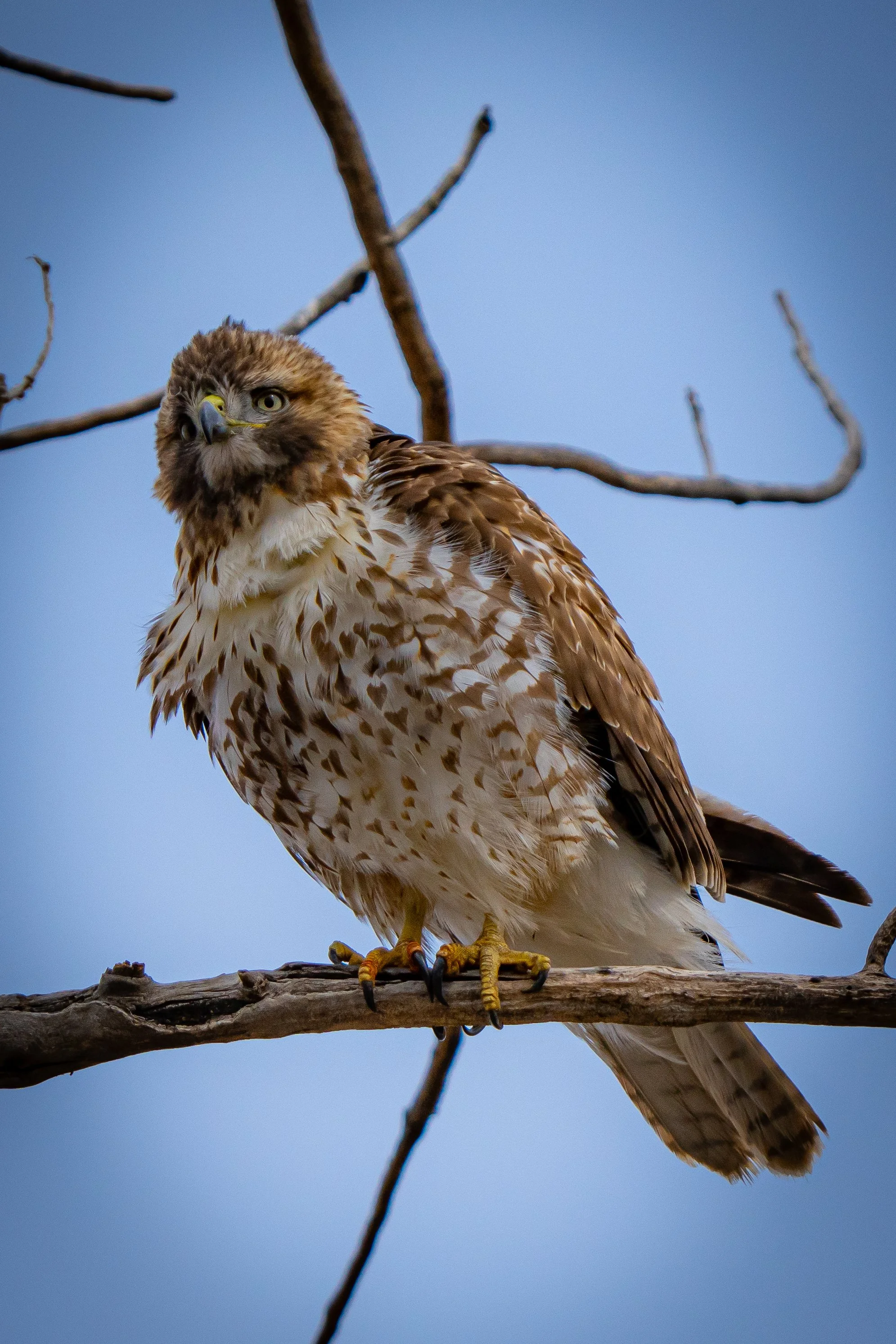 A hawk perched on a tree branch against a blue sky background.