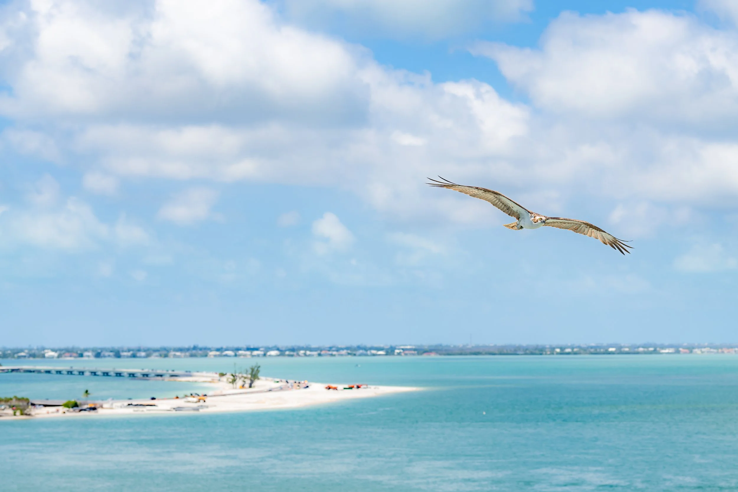 Osprey flying over a turquoise ocean with a sandy beach of the Sanibel Causeway and coastal landscape of Sanibel Island Florida in the background, under a partly cloudy sky.