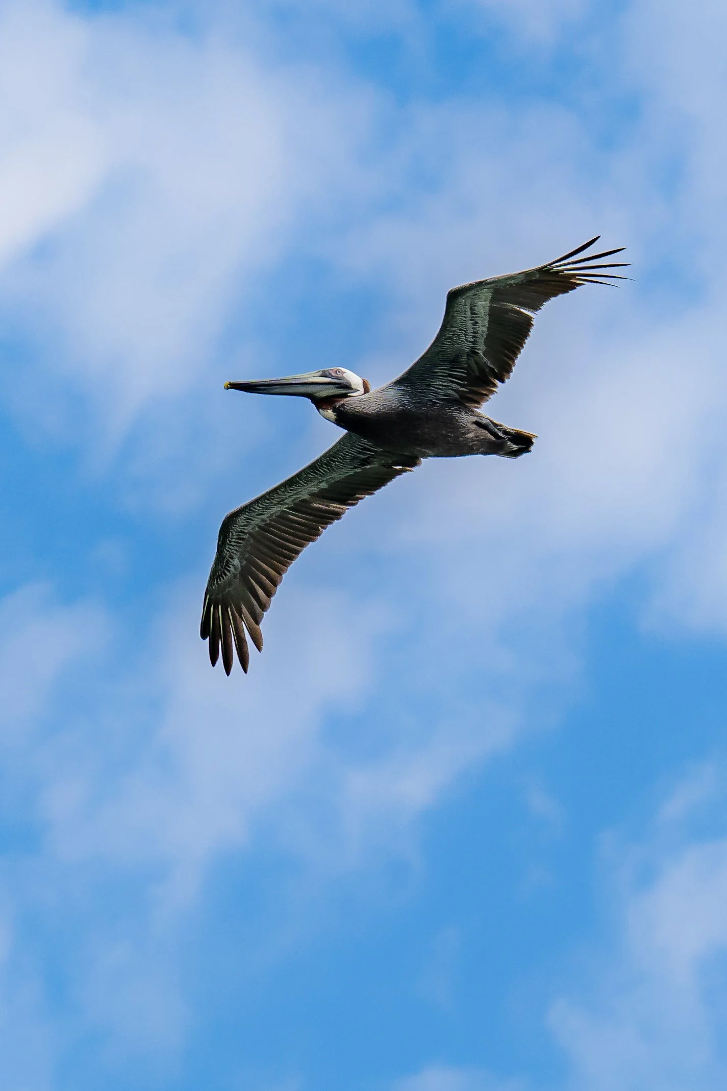 A pelican flying in a blue sky with scattered clouds.