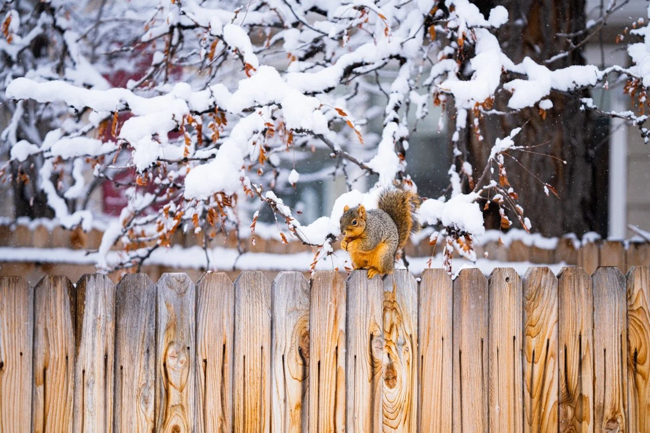A squirrel sitting on a wooden fence in a snow-covered yard, with snow-laden branches and trees in the background.