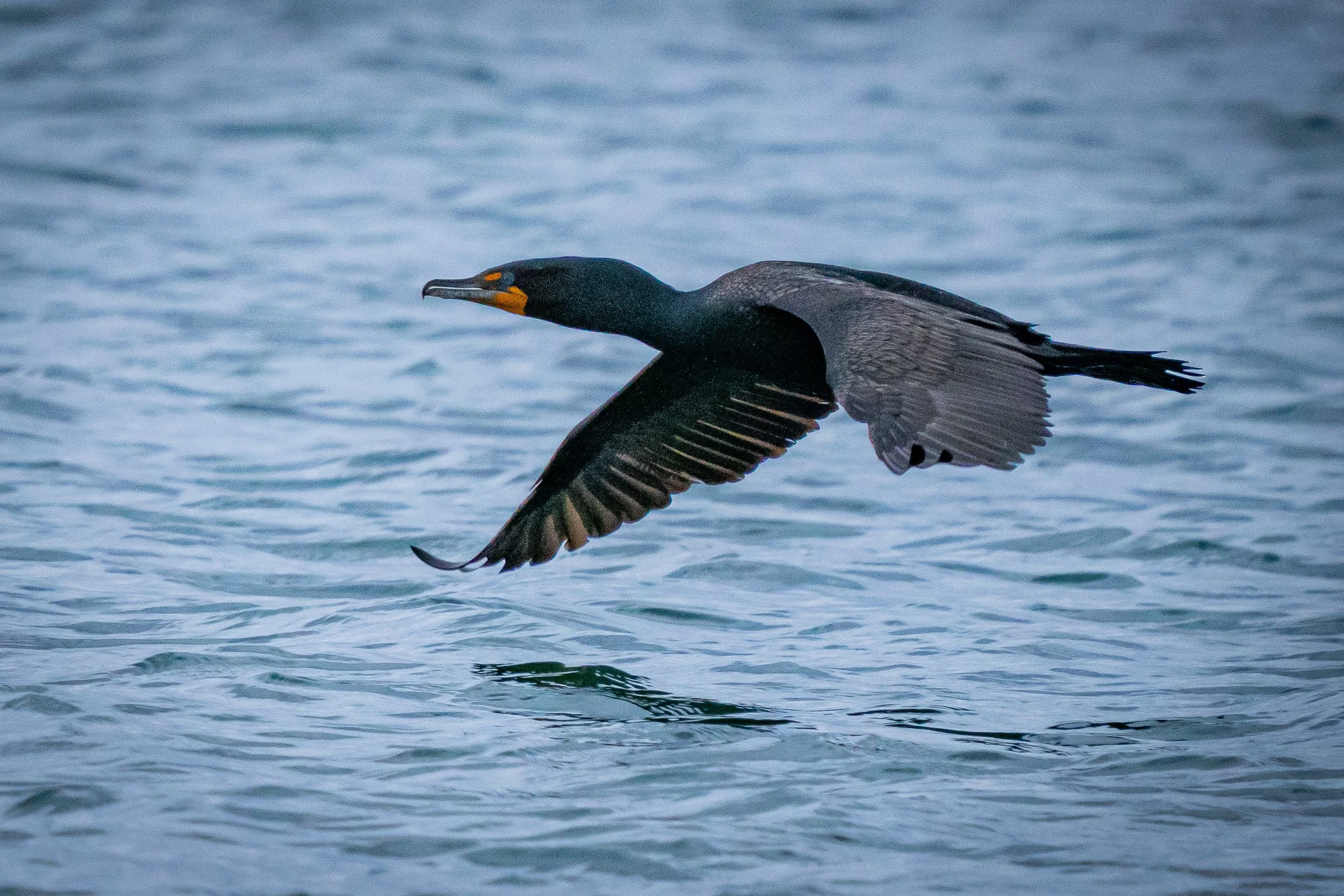 A cormorant bird flying low over water with outstretched wings.