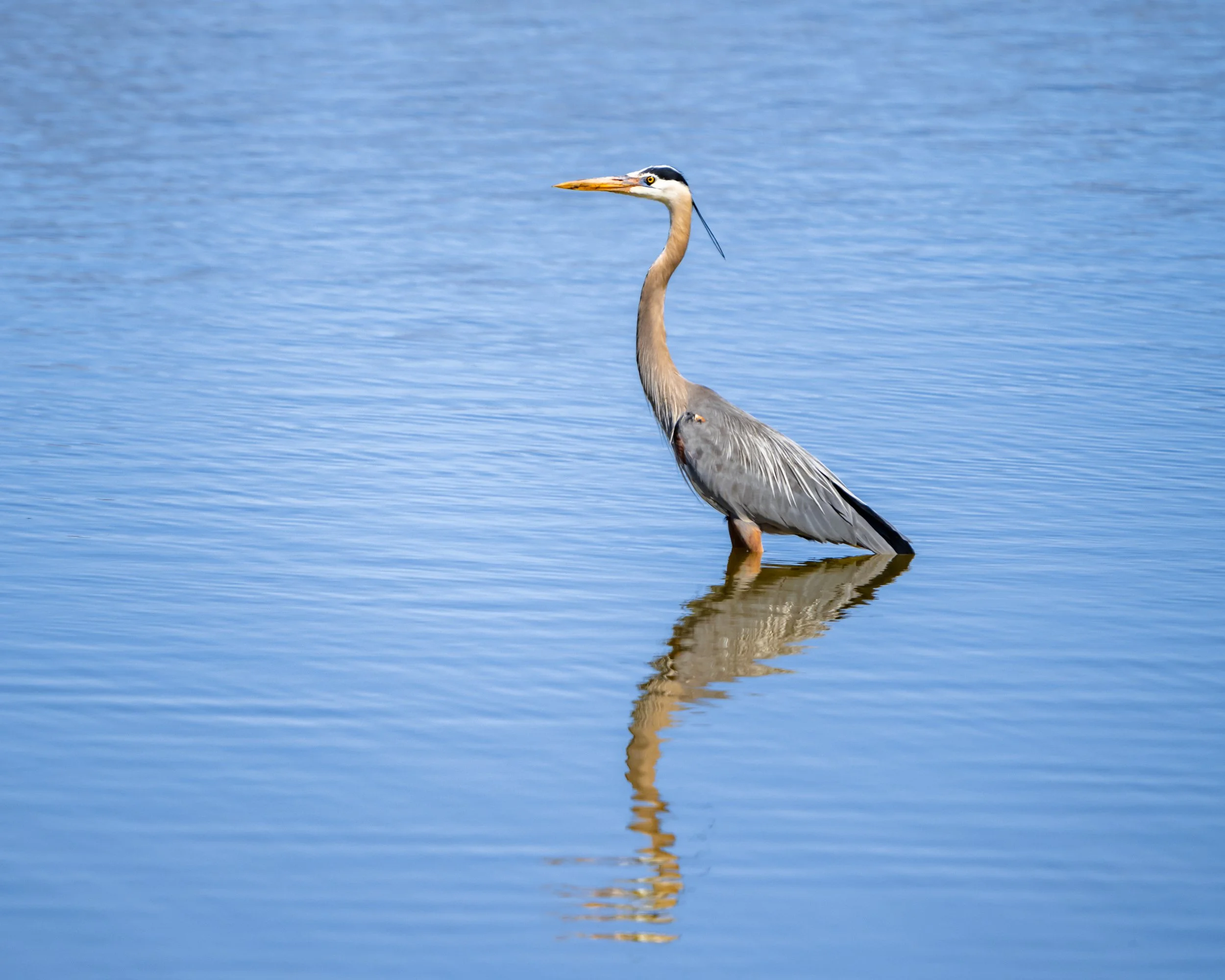 A heron standing in calm water with its reflection visible.