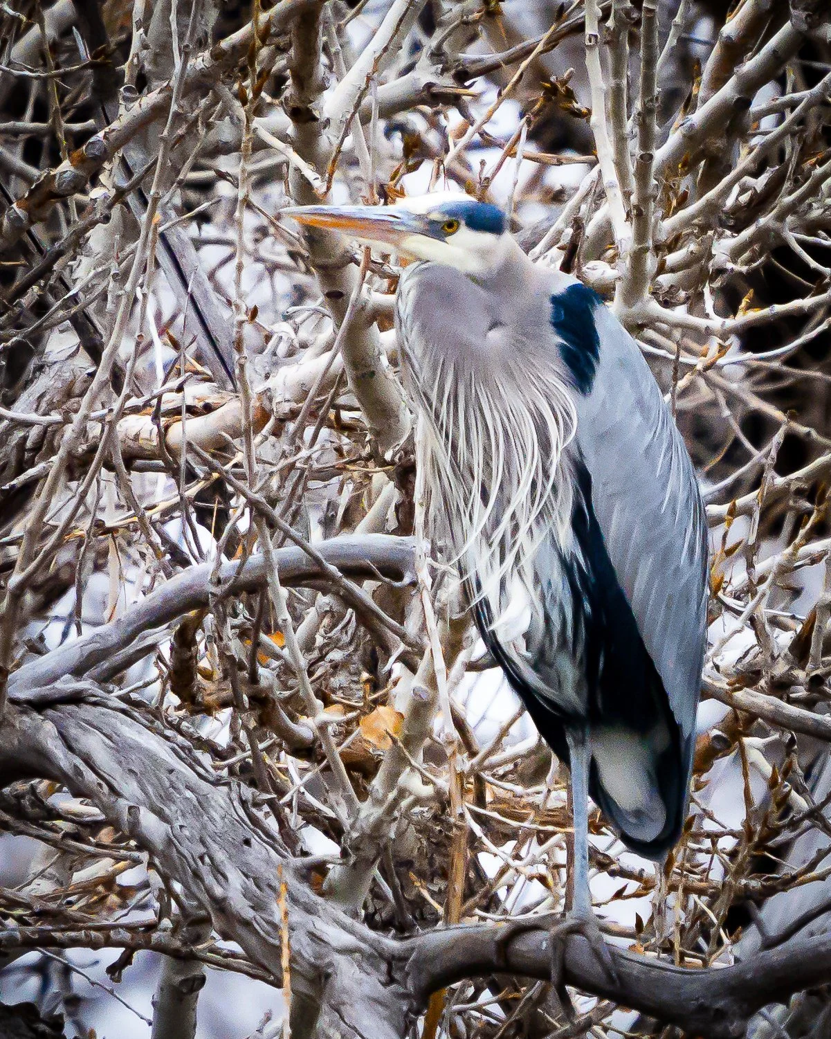A heron standing among dry, tangled branches in a shrub or tree.