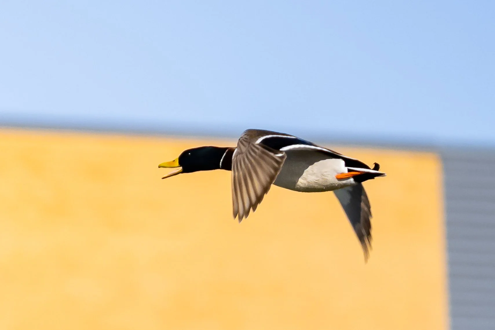 A mallard duck flying in front of a blue sky and a yellow building.