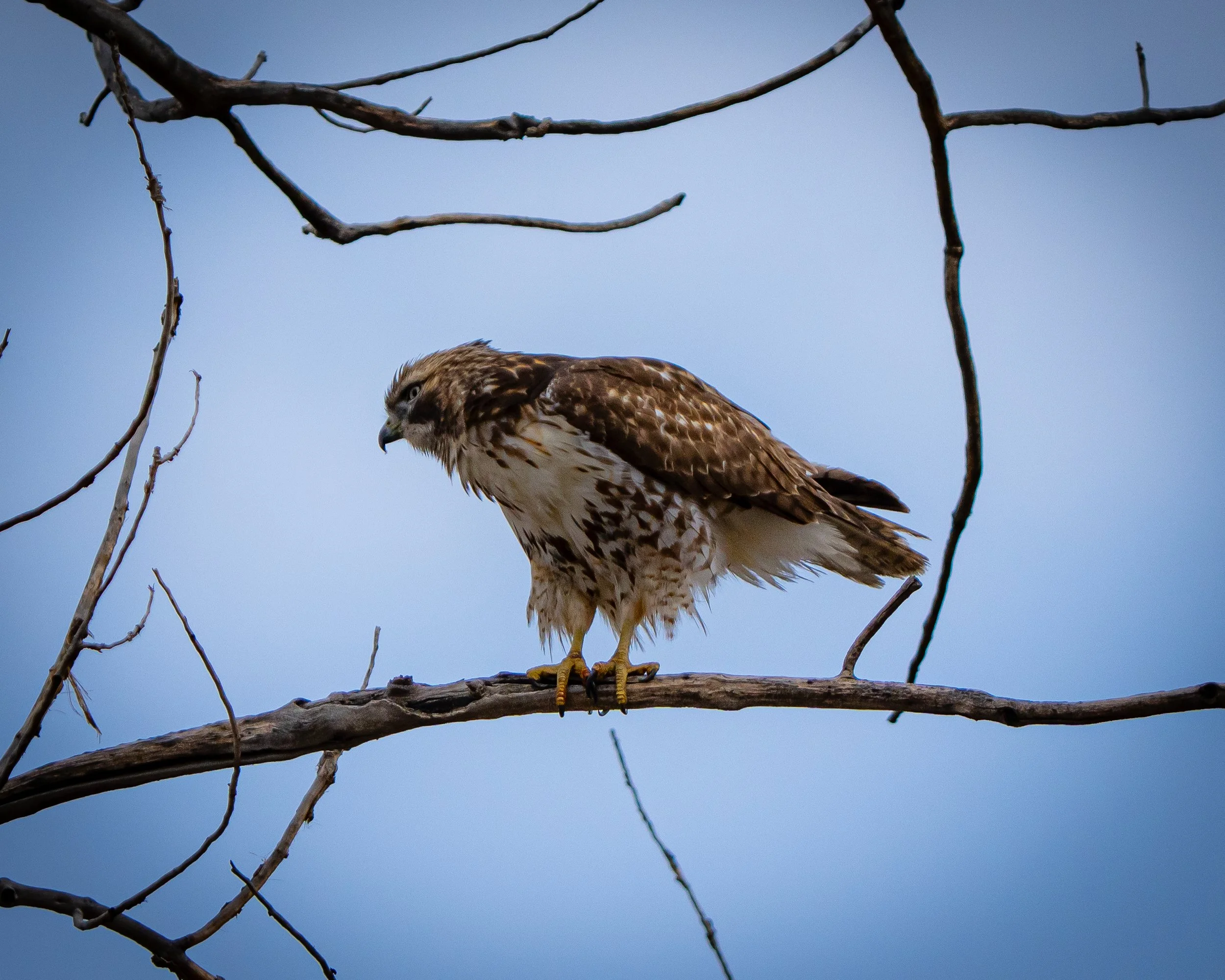 A hawk perched on a thin, leafless tree branch against a pale blue sky.