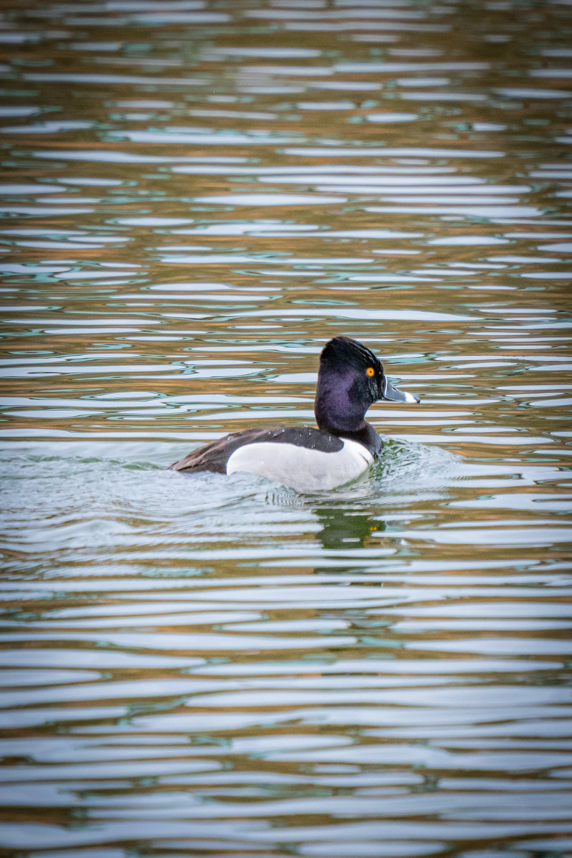 A duck swimming in calm water with ripples.
