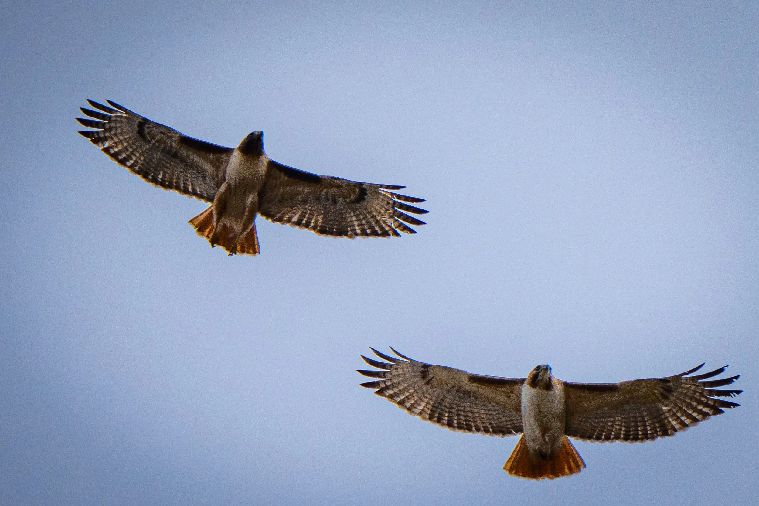 Two hawks flying in the sky with their wings spread wide.