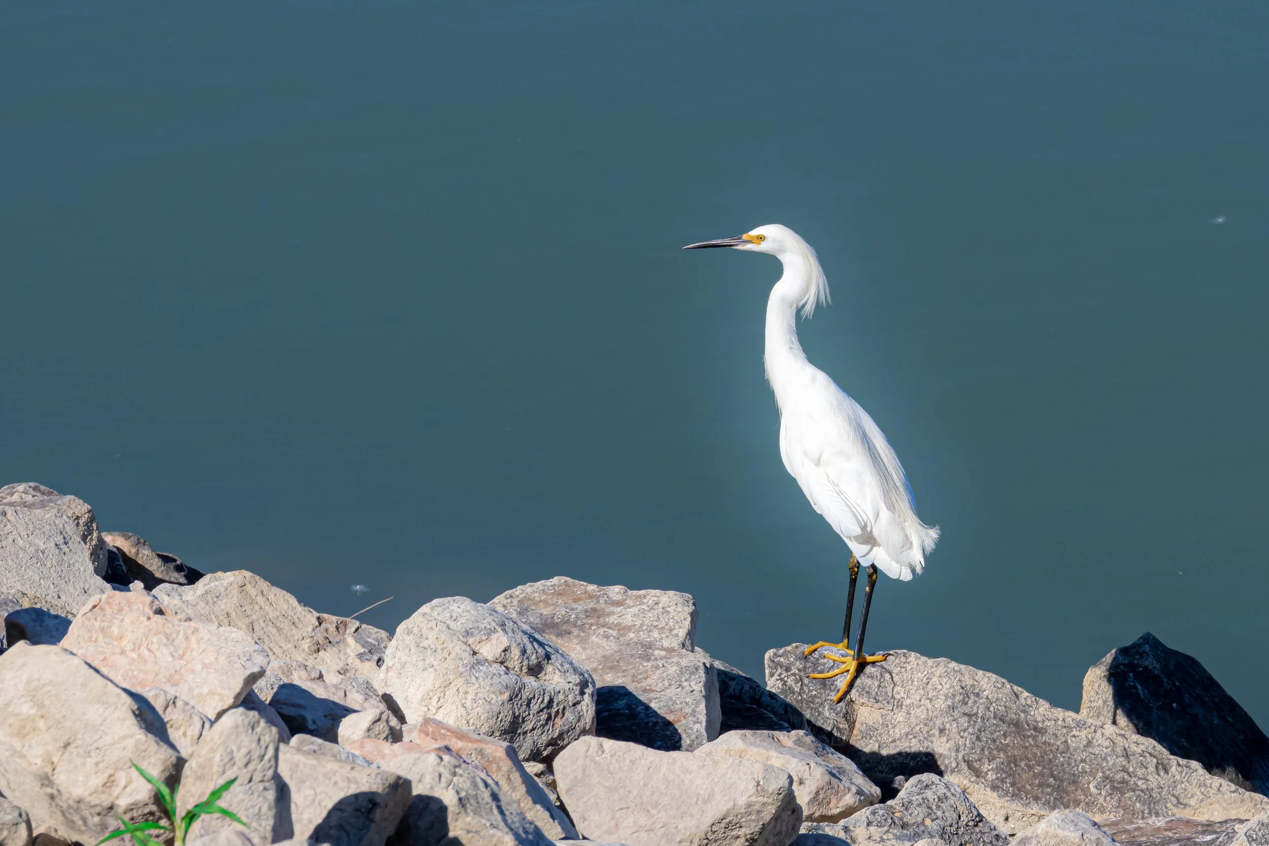 A white heron standing on rocks by the water in a lakeside or riverside setting.
