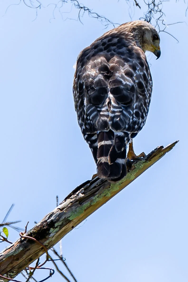A bird of prey, likely a hawk or falcon, perched on a tree branch against a clear blue sky.