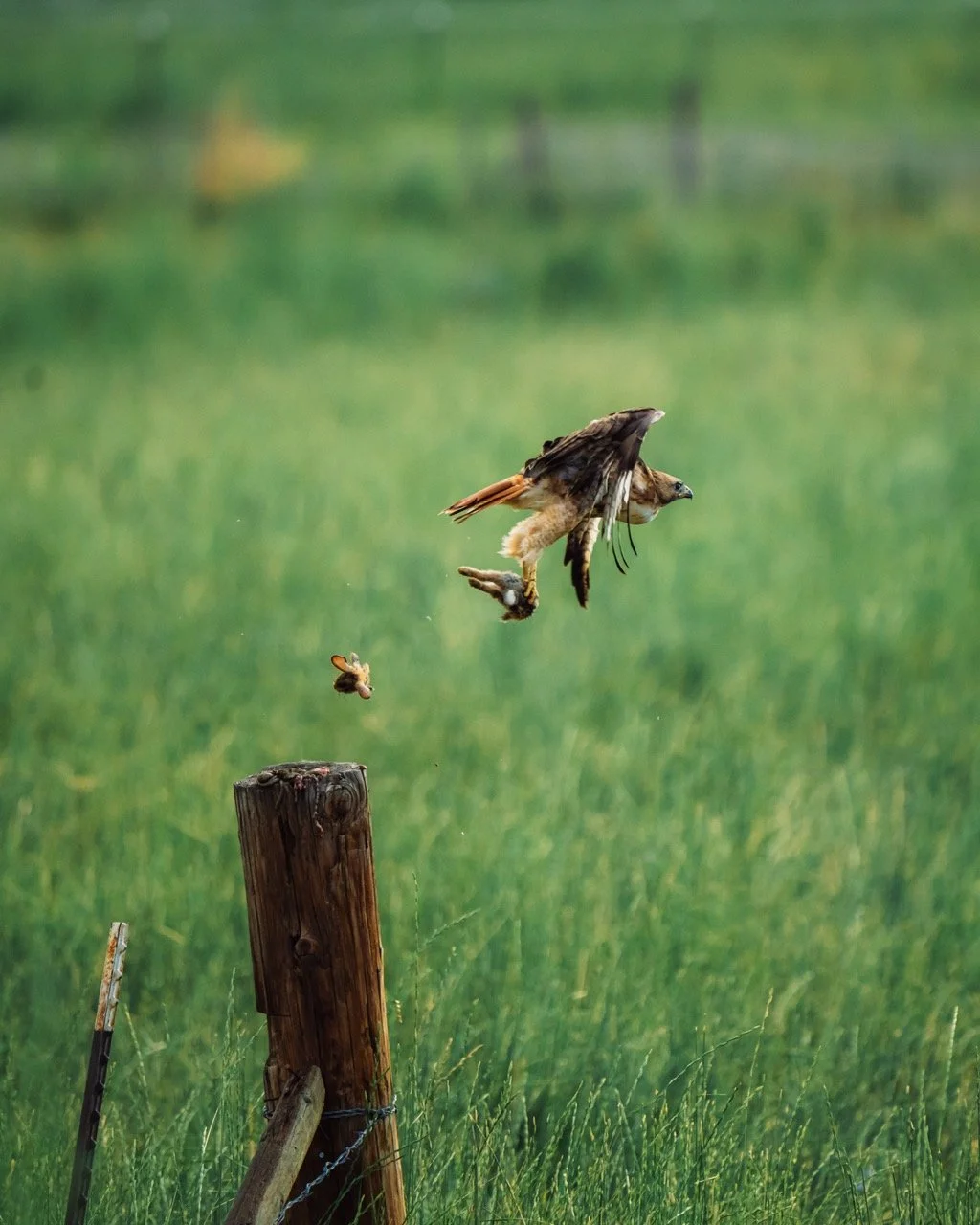 A hawk flying in the air after catching a rabbit, with a green field and a wooden fence post in the background.
