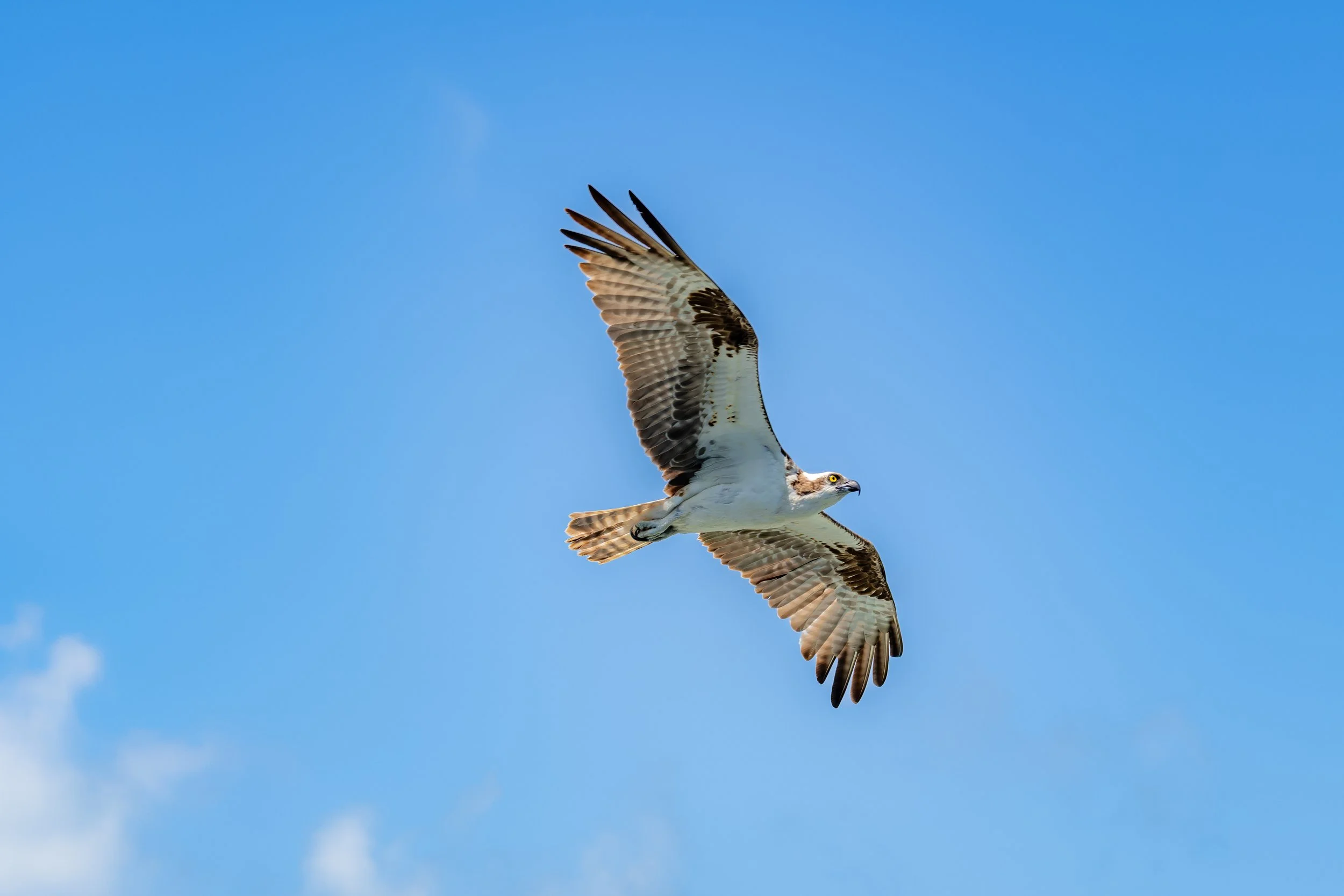 An osprey bird flying in a clear blue sky with its wings spread wide.