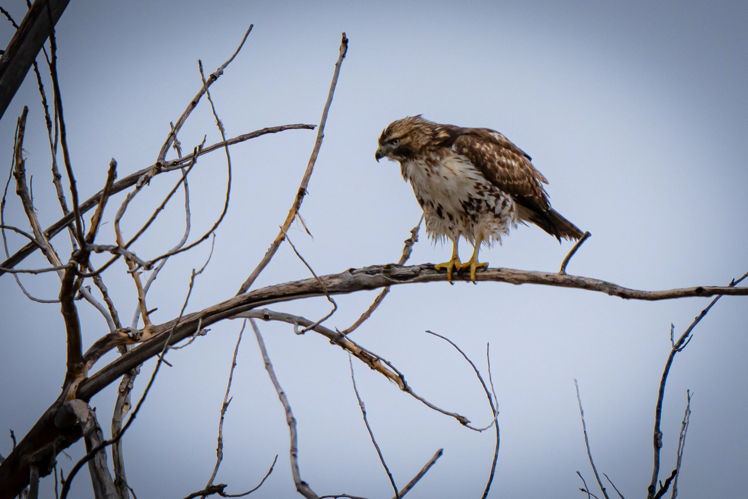 A hawk perched on a bare branch against a light blue sky.