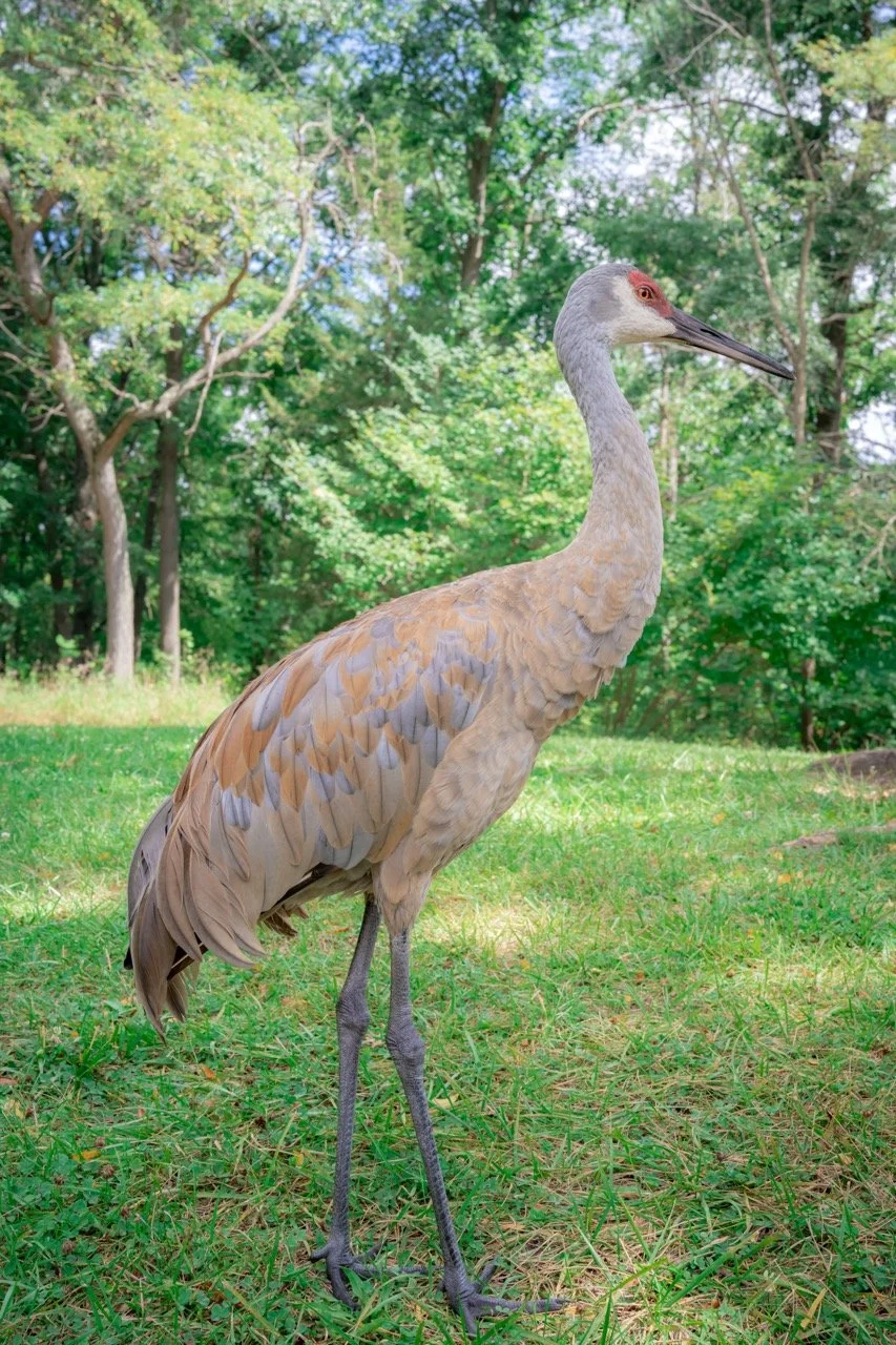 A cranes standing on grass with a background of trees and green foliage.