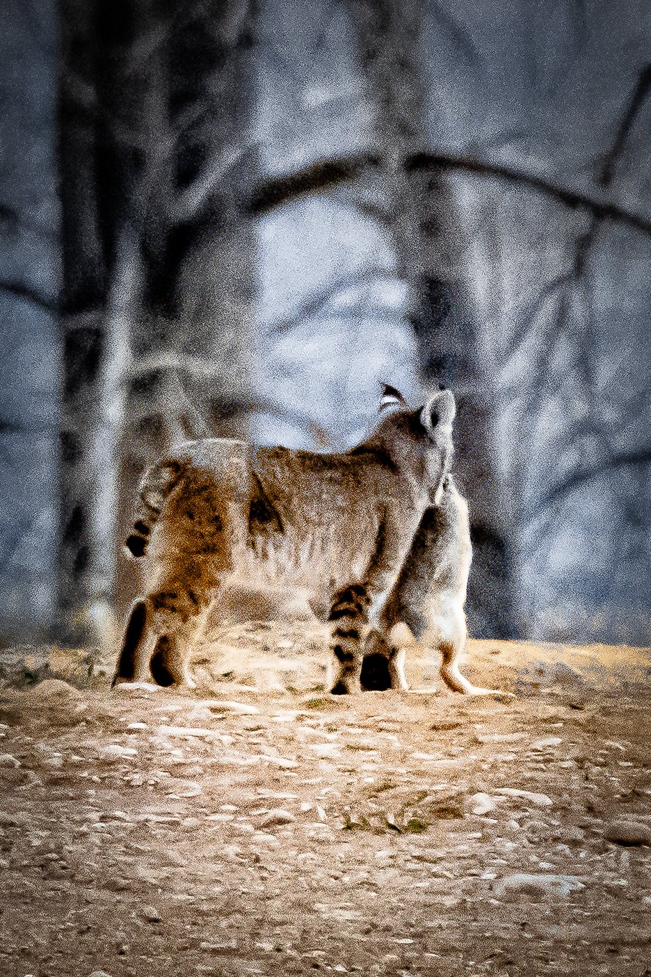 A bobcat casually walking away as it carries a freshly caught rabbit in its mouth. 