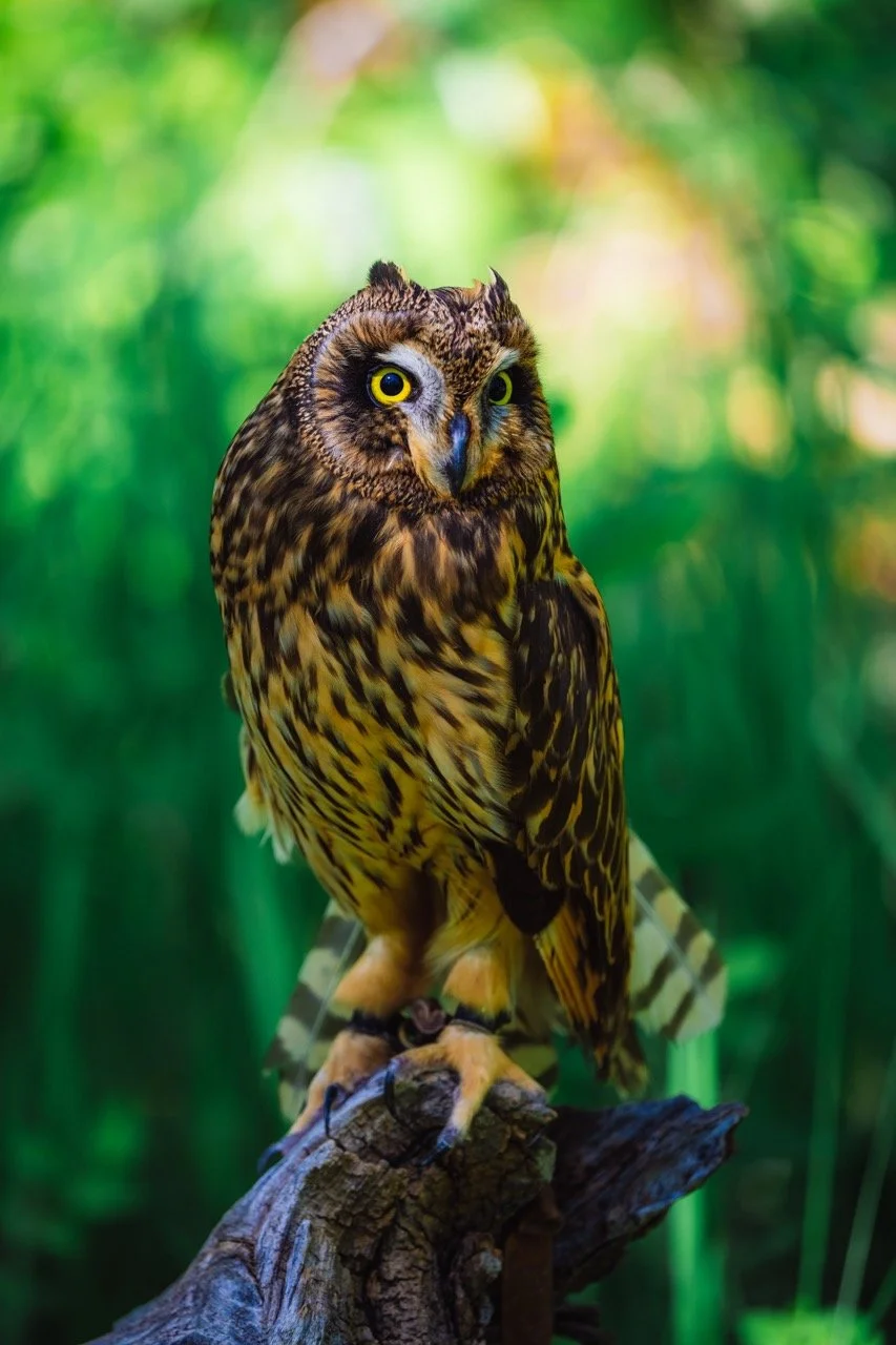 A close-up of a brown and yellow owl with large yellow eyes, perched on a tree branch in a lush green forest setting.