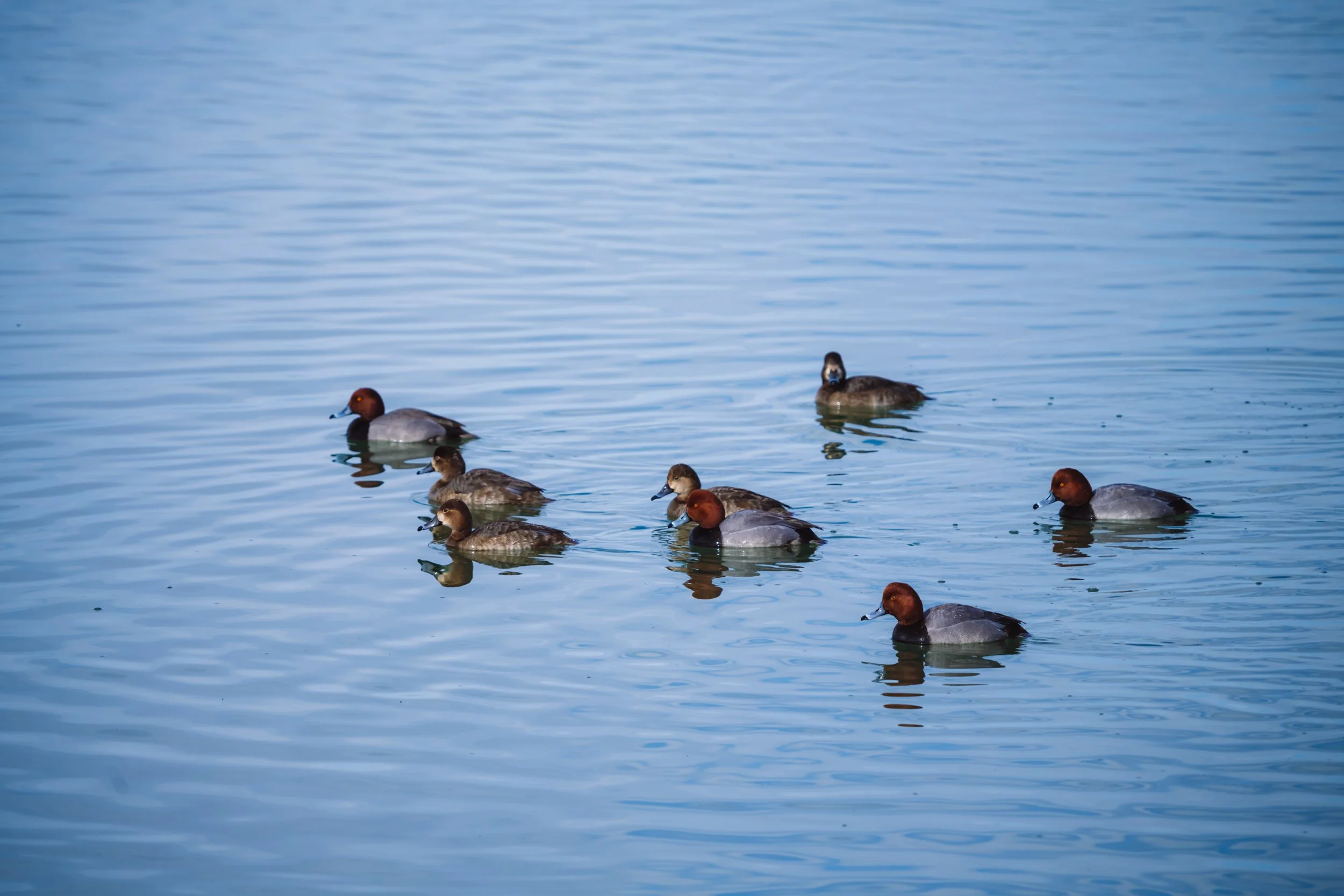 Group of ducks swimming on a calm blue lake.