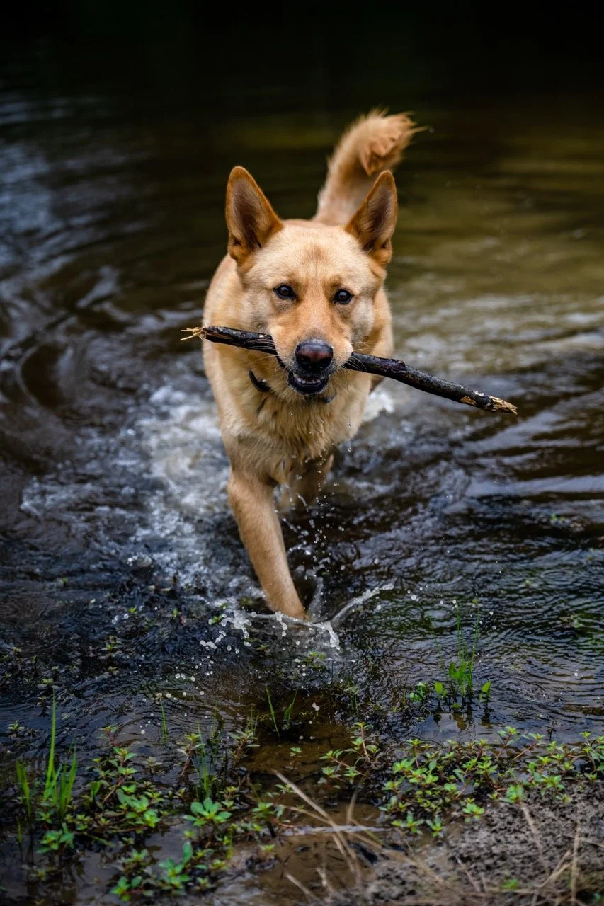 A tan dog with upright ears carrying a stick in its mouth while wading through a shallow body of water with small green plants at the water's edge.