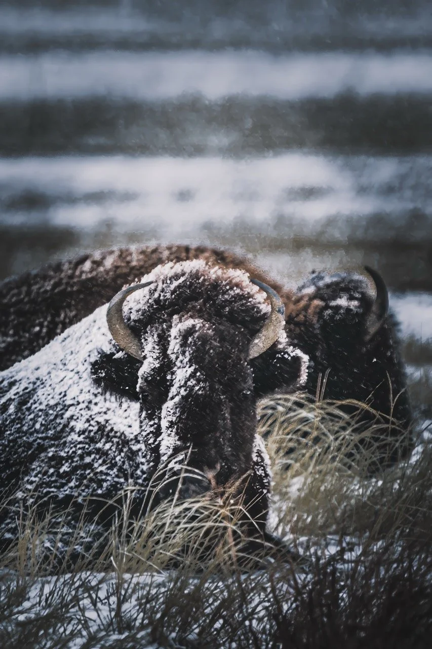 A close-up of a bison lying on the snow-covered ground, partially obscured by dry grass, with snow on its head and horns.