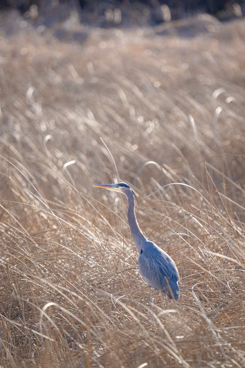 A heron standing amidst dry grass in a natural setting.