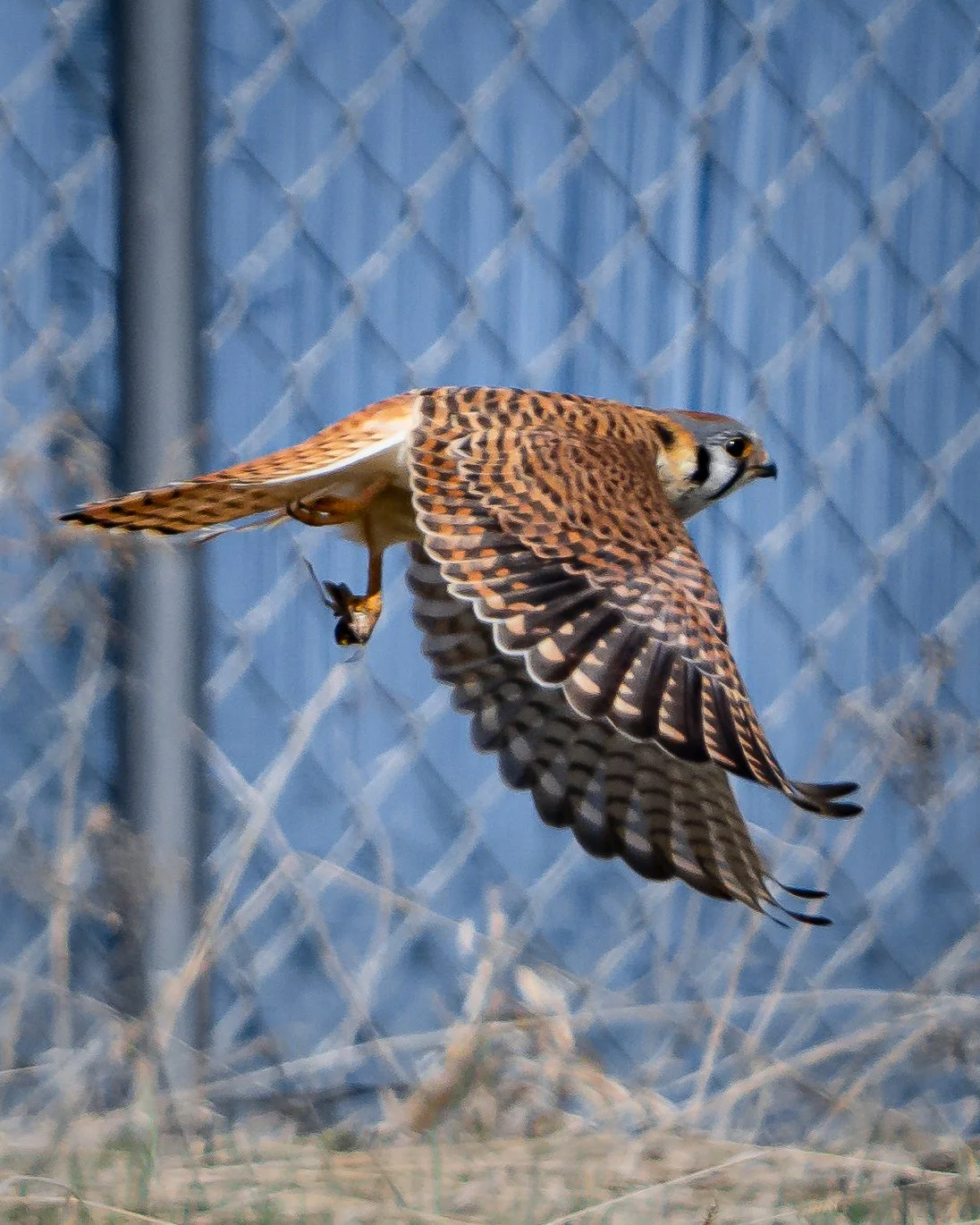 An American Kestrel in flight in front of a chain-link fence, with brown and black feather patterns and a sharp beak.