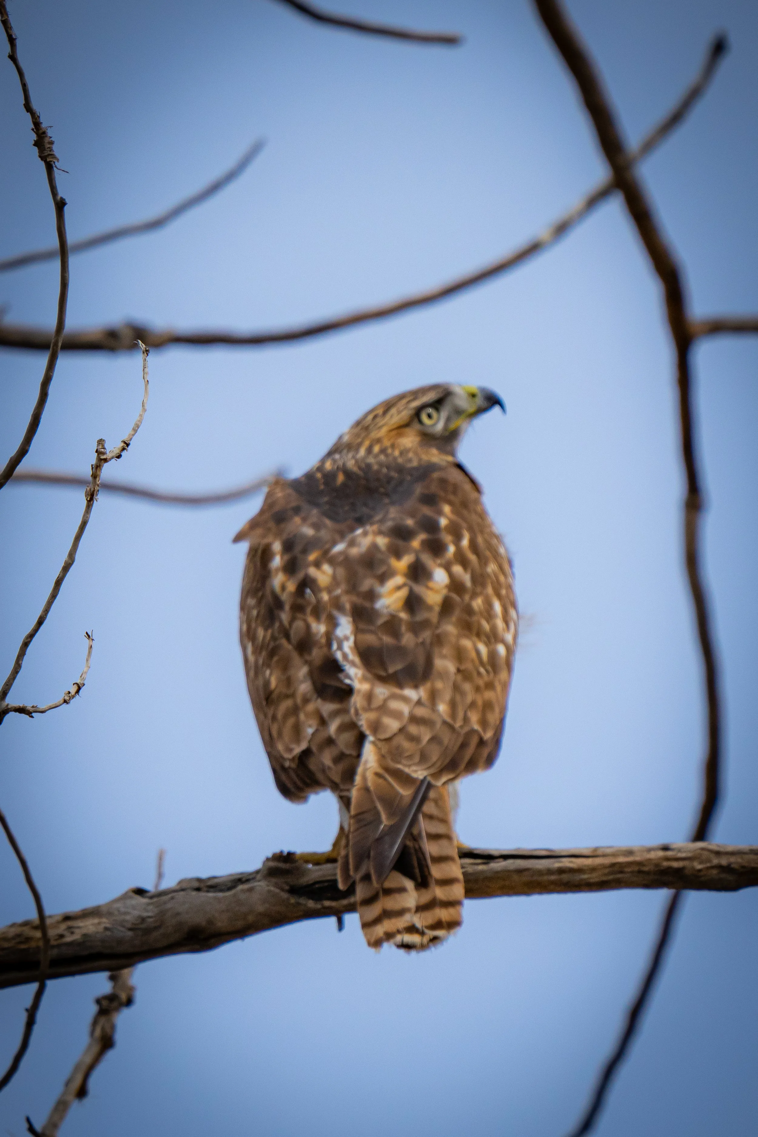 A hawk perched on a tree branch against a blue sky.