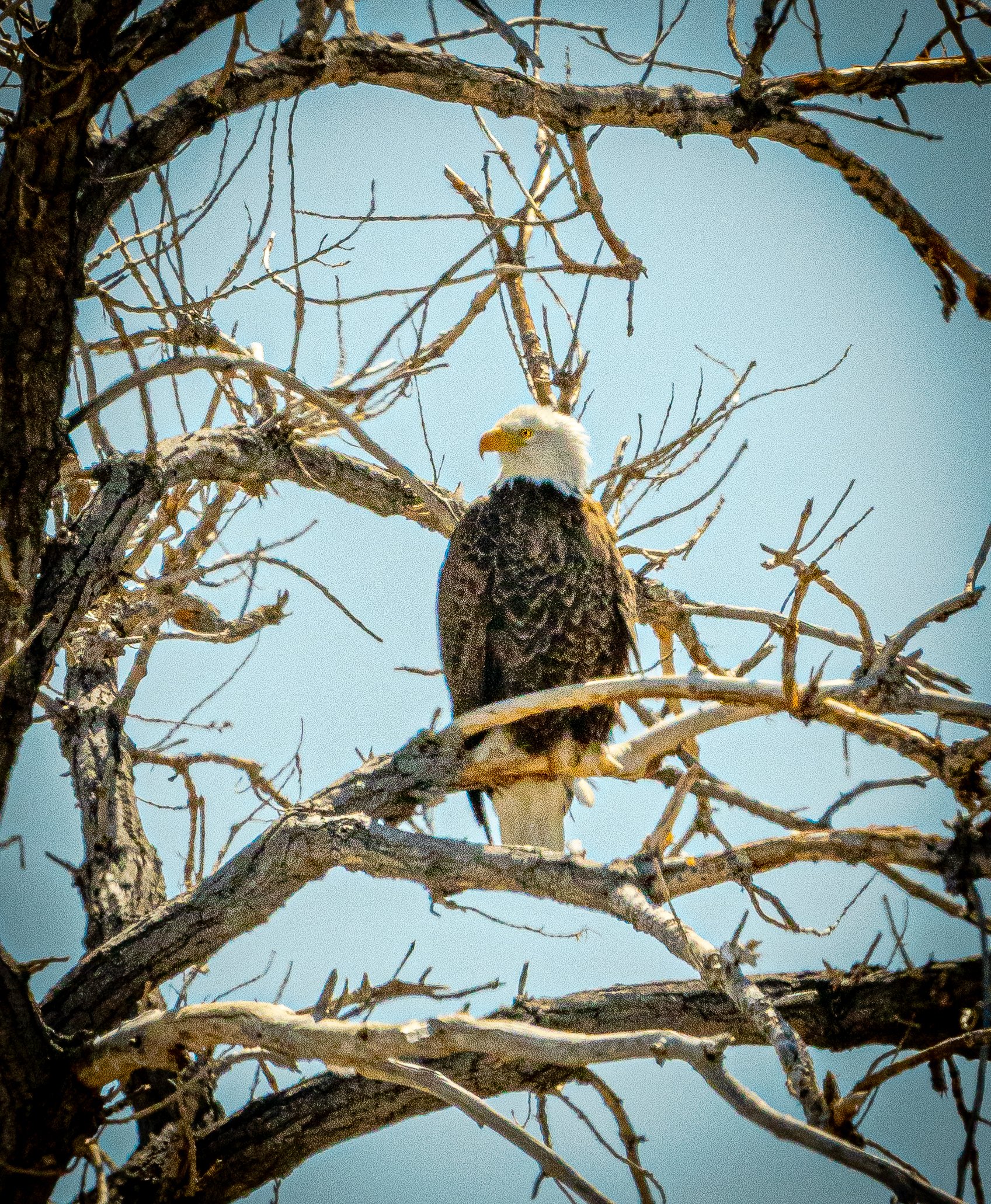 Bald eagle perched on a leafless tree branch against a clear blue sky.