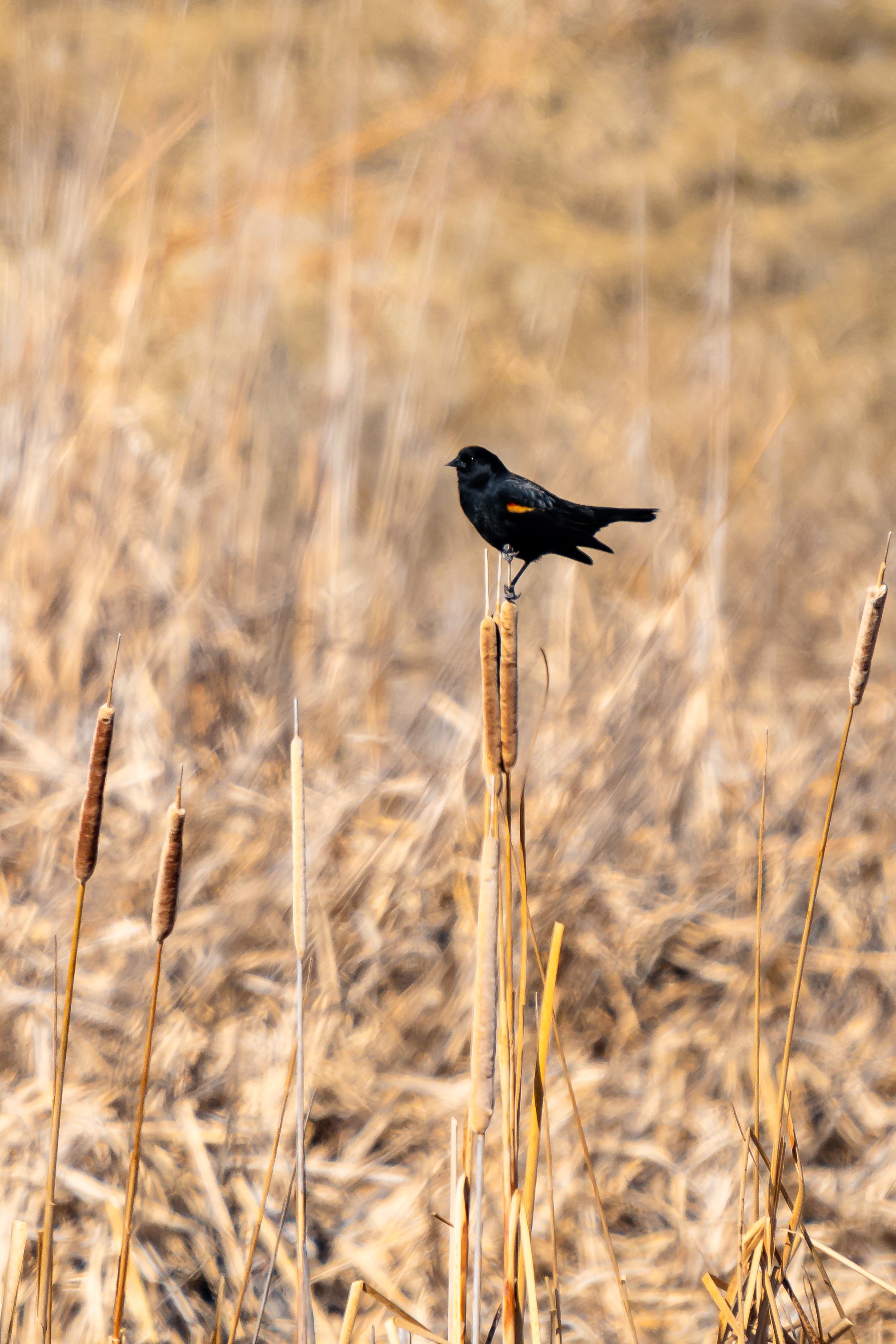 A black bird with yellow markings on its wings perched on a cattail in a marshland with brown tall grasses in the background.