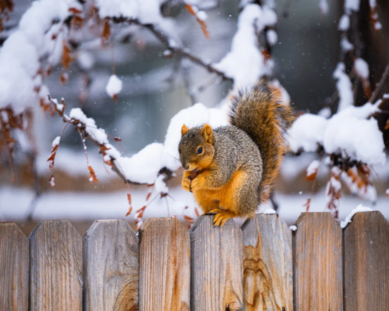A squirrel standing on a wooden fence in a snowy winter scene with snow-covered branches in the background.